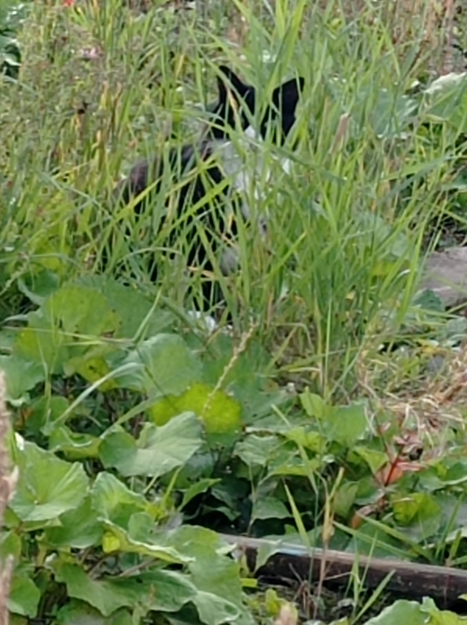 An animal, possibly a rabbit, is partially visible amidst tall green grass and foliage. The animal's black and white fur can be seen, along with its ears. The surrounding environment appears to be a natural, outdoor setting with dense vegetation and a hint of brown earth. No specific location in Degtyarsk, Russia, can be determined from the image alone.