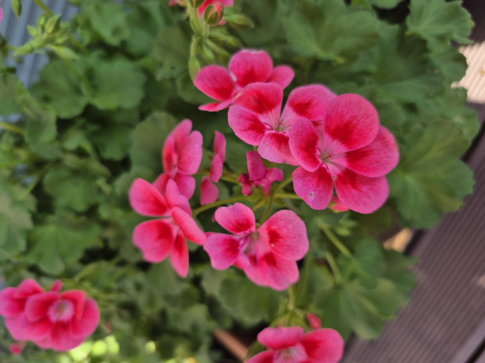 A close-up, eye-level, full-shot photograph shows a cluster of bright pink geranium flowers with green foliage in the background. The flowers are in various stages of bloom, with some fully open and others still budding. The petals are delicate and slightly ruffled, with darker pink veins. The green leaves are broad and lobed. In the lower portion of the image, a dark brown wooden deck is visible, suggesting an outdoor setting. The background is softly blurred, with hints of light green and possibly blue. The photograph was taken in Barbing, Germany, and showcases the vibrant colors and textures of the flowers.