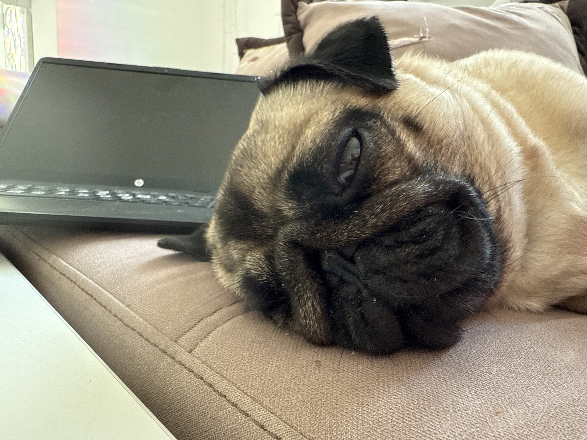 A pug is sleeping on a tan couch next to a laptop. The pug is lying on its side with its head resting on the couch. Its eyes are closed and its mouth is slightly open. The laptop is open and its screen is facing up. The background is a light-colored wall with some objects on it. The lighting is natural light.