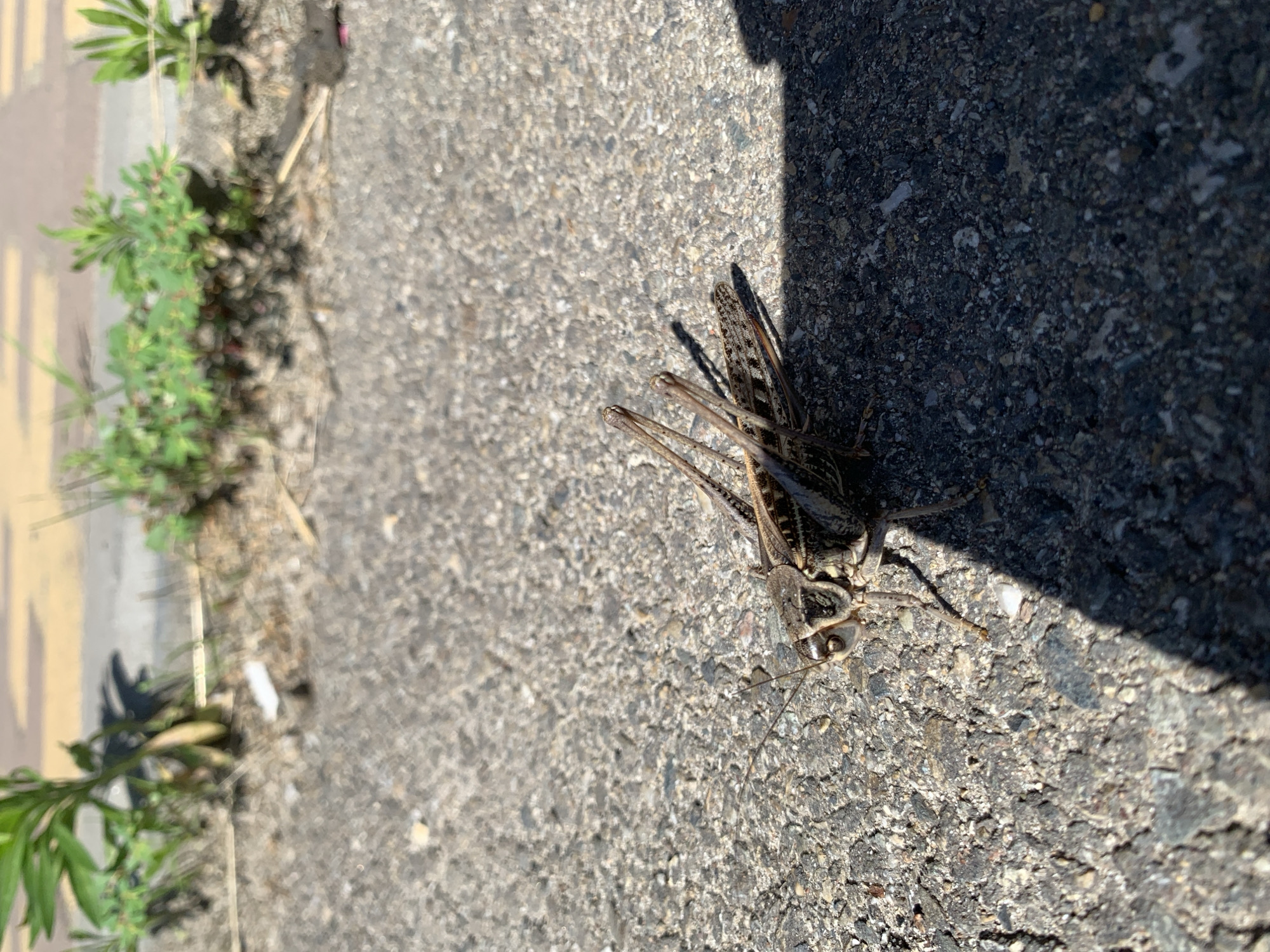 A grasshopper is on an asphalt surface. The grasshopper is light brown with darker brown markings and has large hind legs. It is positioned on its side, partially in shadow from an unseen object. In the background, there are sparse green plants growing at the edge of the asphalt, with a yellow line visible on the surface behind them. The lighting suggests it is daytime with strong sunlight, casting a sharp shadow. The location is Kropotkin, Russia.