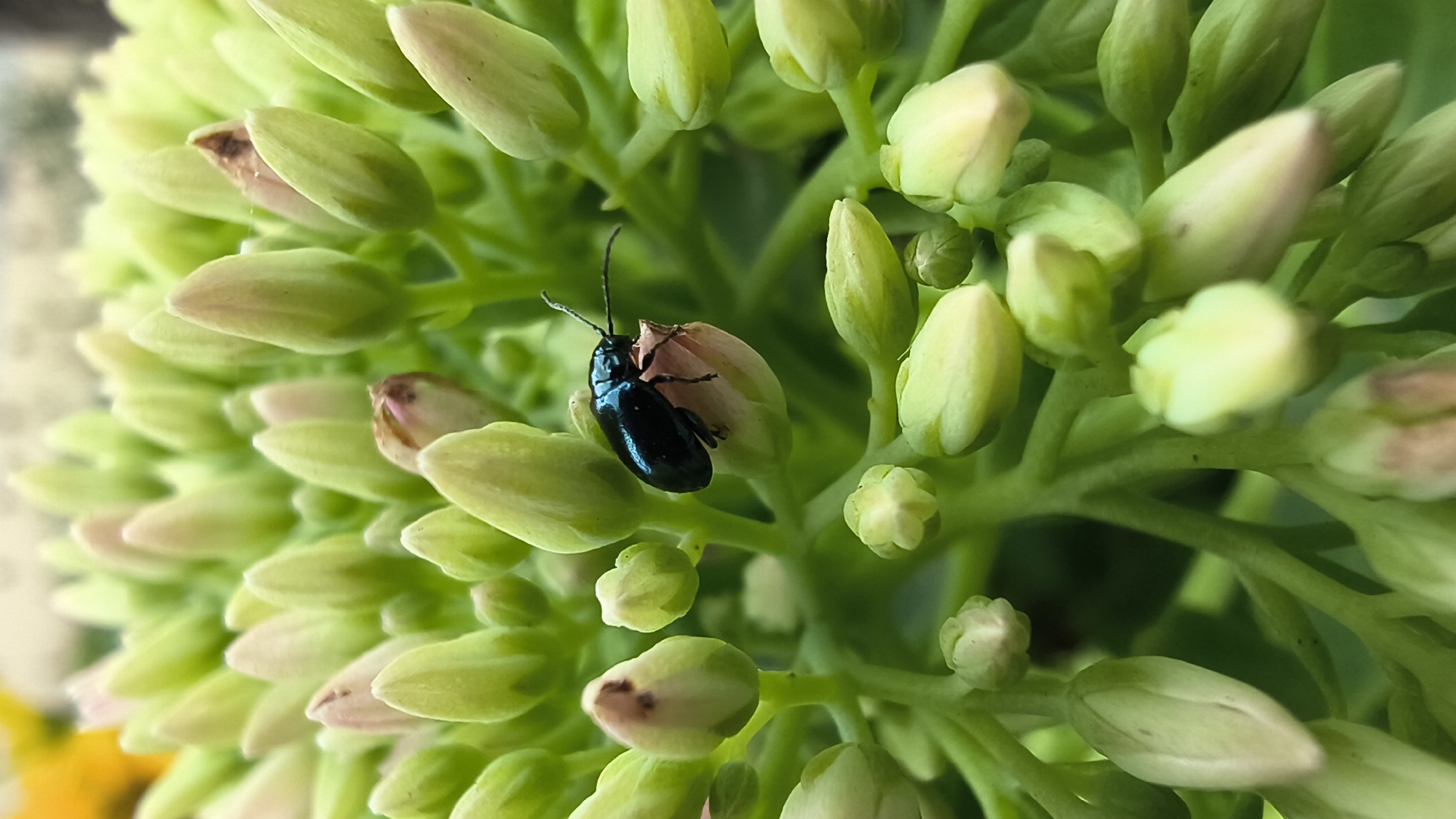 A macro photograph captures a small, iridescent blue beetle perched atop a light pink flower bud. The beetle is positioned in the center-right of the frame, facing left with its antennae extended. The surrounding environment consists of a dense cluster of pale green and light pink flower buds, blurred in the background. The lighting suggests an outdoor setting, possibly during daytime. The specific location in Mikhaylovka, Russia, is not discernible from the image itself.