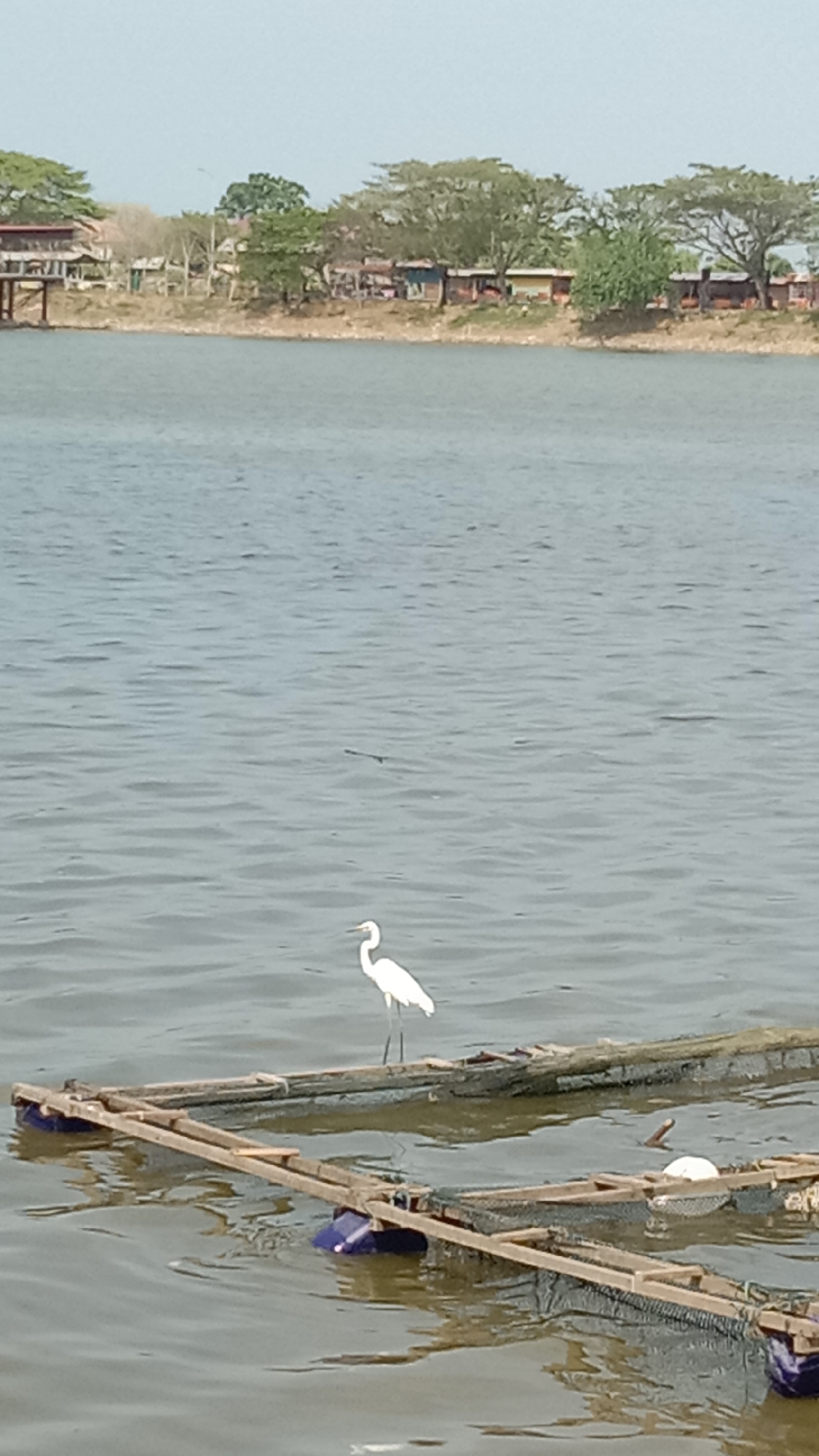 An outdoor, eye-level shot captures a tranquil waterscape in Lhokseumawe, Indonesia, on a clear day. The central subject is a slender, white bird, likely an egret, standing gracefully on a floating wooden raft in the foreground. The raft is constructed from wooden beams and supported by dark blue/purple buoys or barrels. Part of another similar wooden structure is visible to the right, with a smaller white object partially submerged nearby.
The body of water, possibly a lake or a wide river, extends into the midground, its surface showing gentle ripples. In the background, a distant shoreline reveals a settlement. A line of varied trees with green foliage flanks a row of small, modest buildings or houses, suggesting a rural or semi-urban community. The land appears dry and light brown near the water's edge. The sky above is a pale, hazy blue, indicating bright daylight. The overall atmosphere is calm and serene, capturing a moment of nature coexisting with human activity. There is no visible text in the image.