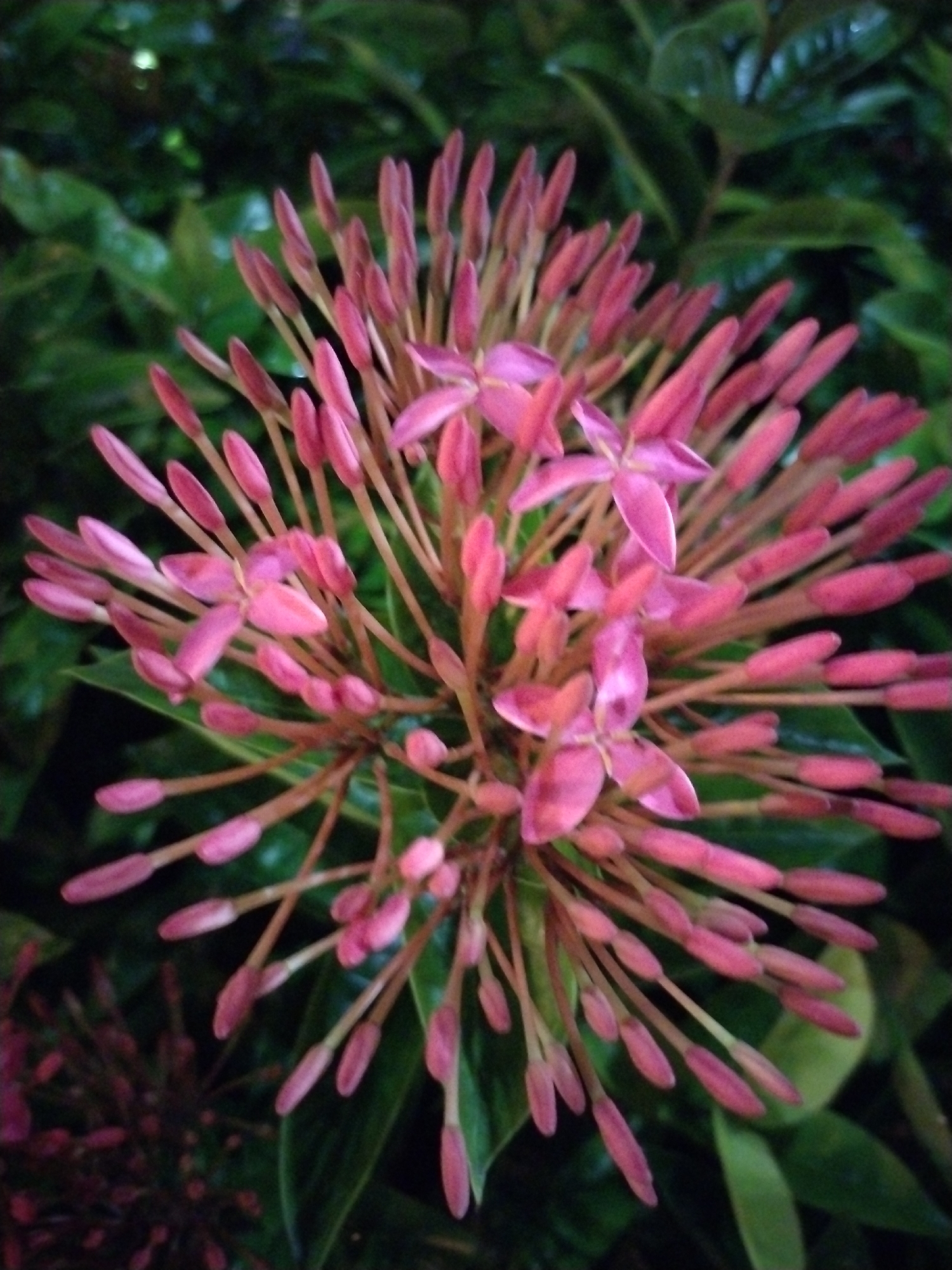 The image features a cluster of pink Ixora flowers in bloom, set against a background of dark green leaves. The flowers are composed of numerous elongated buds and small, four-petaled blossoms. The overall composition suggests a natural, outdoor setting, consistent with the tropical climate of Nha Trang Ward, Vietnam. There are no people or identifiable objects beyond the flora.