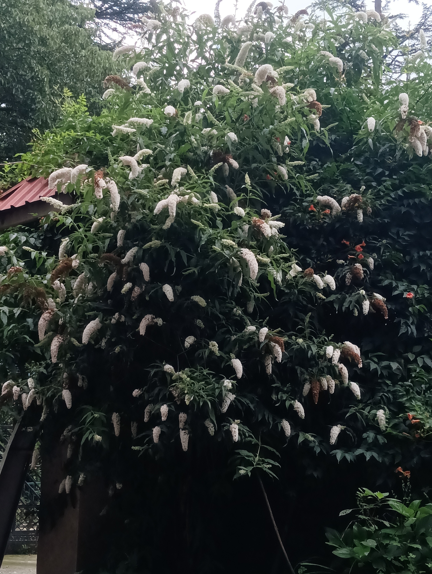 The image shows a close-up of a large, dense bush with numerous white, elongated flower clusters. The bush is covered in dark green foliage. Some of the flower clusters appear dried or brownish, while others are a creamy white. In the background, a sliver of a reddish-brown tiled roof is visible on the left. A dark, vertical structure, possibly a pillar or the side of a building, is also present on the lower left. The overall scene suggests an outdoor environment, likely a garden or natural setting. The presence of the roof and the structure hints at a residential or architectural element within the natural landscape. The image is taken from a slightly low angle, looking up into the foliage of the bush. The lighting is soft, indicating an overcast day or shaded area. It is difficult to ascertain specific details about the location within Manali, India, based solely on the visual information provided.