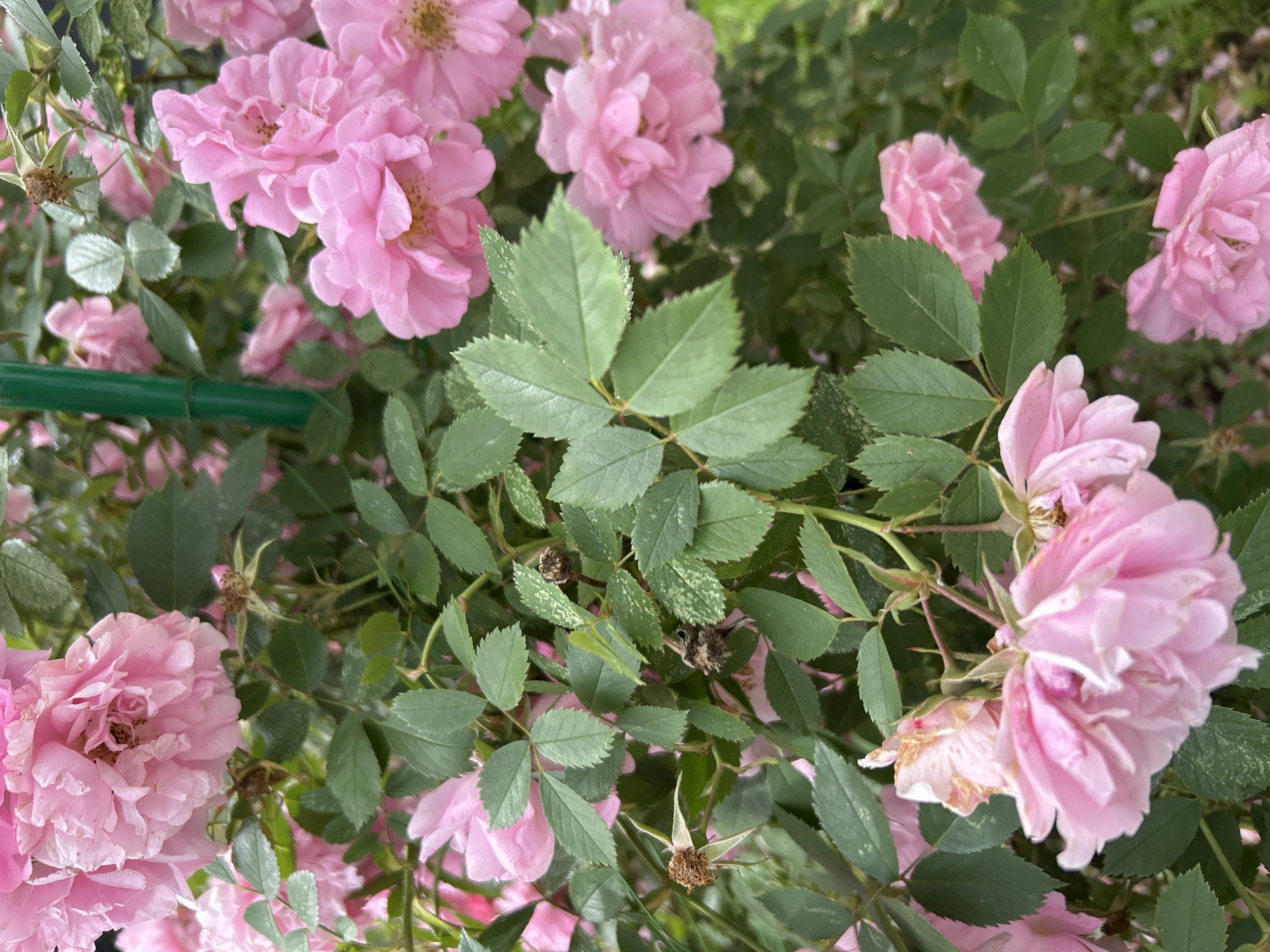 The image shows a close-up view of a cluster of delicate pink roses with green foliage. The roses appear to be in various stages of bloom, with some fully open and others still in bud. The leaves are a vibrant green and have serrated edges. The overall impression is one of natural beauty and abundance. The image is likely a photograph taken in a park or garden.
Without additional information or context, it is impossible to determine the specific location in Moscow, Russia.