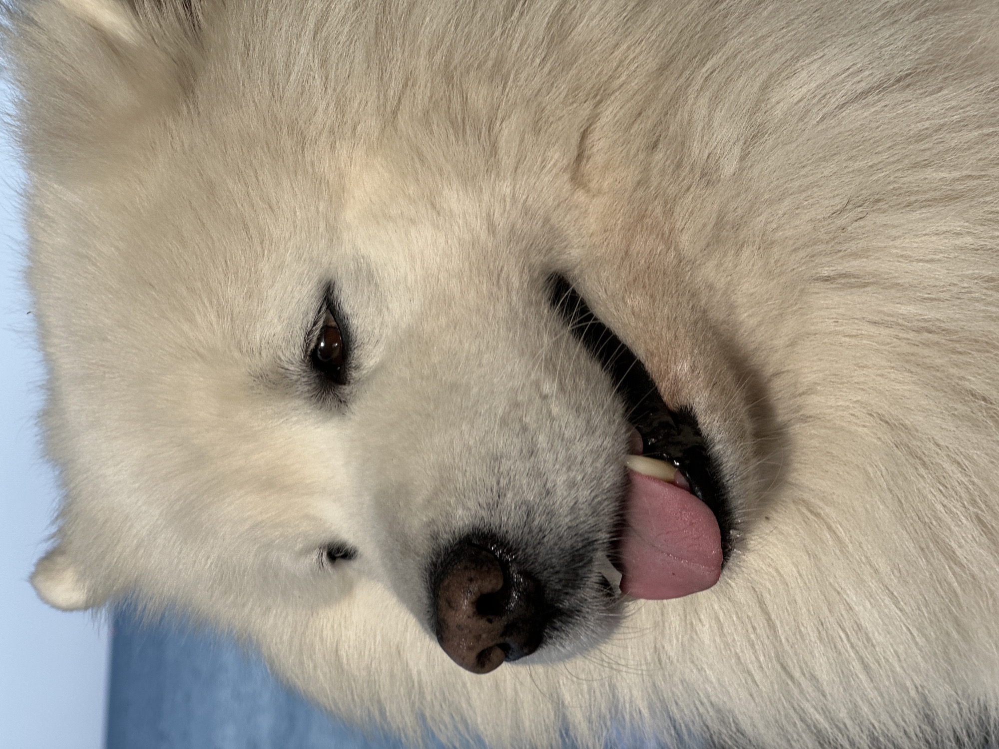 This close-up portrait, taken in Šušanj, Montenegro, features a fluffy white dog, likely a Samoyed or similar breed, its head filling the frame. The image is rotated, presenting the dog's head at an angle. The dog's luxurious, dense white fur is a prominent feature. Its dark brown eyes are visible, with a gentle, downward gaze. The dog's mouth is slightly open, revealing a pink tongue partially extended, along with a glimpse of white teeth and dark gums. Its nose is black, speckled with some brownish or pinkish tones, and appears moist. The overall expression suggests contentment, happiness, or mild panting. The lighting is bright and even, highlighting the texture of the fur without harsh shadows. The background is a soft, solid light blue, appearing to be a plain fabric or surface, suggesting an indoor setting. There is no visible text in the image.