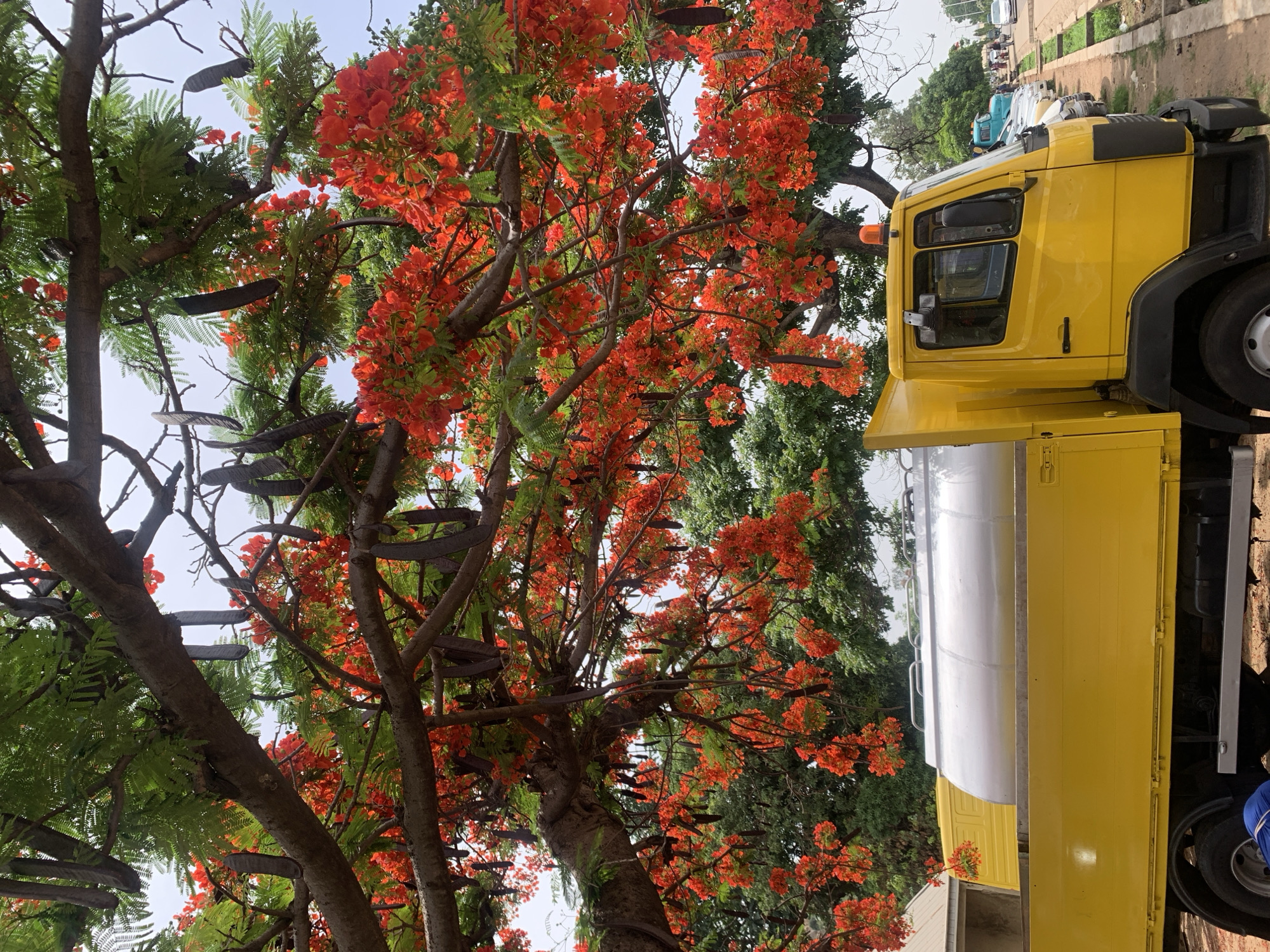 A yellow truck is parked next to a flamboyant tree (Delonix regia) in full bloom, exhibiting vivid orange-red flowers and dark brown seed pods, at a location near the New Stadium in Nigeria. Other vehicles are parked on the street in the background. The street is paved and there is green vegetation along the edge.