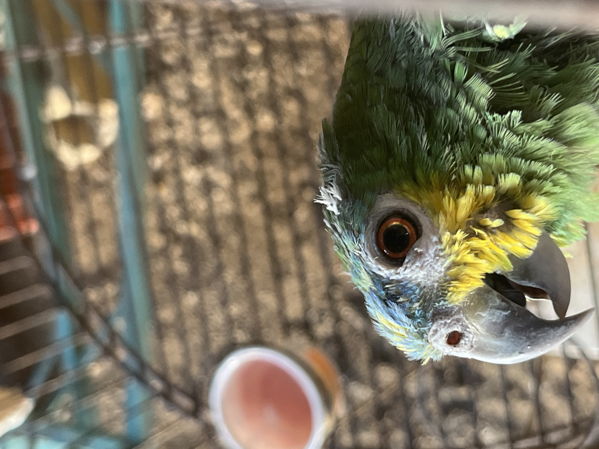 The image presents a close-up, upward-angled portrait of a vibrant green and yellow parrot, likely an Amazon parrot, captured inside a cage. The parrot is the dominant subject, positioned with its head tilted or hanging, directly engaging the camera with an alert and curious expression.
Its plumage displays a rich green on the back of its head and neck, transitioning to bright yellow feathers around its eyes and crown. Subtle hints of blue feathers are visible on its cheeks and chin. The parrot's prominent eye features a dark pupil encircled by a distinct orange-red iris. Its robust, dark grey beak is slightly agape, revealing a glimpse of its tongue, and a clearly visible nostril is located above the upper mandible.
The background is largely out of focus, showing the textured floor or side of a cage, possibly covered with bedding or substrate, along with blurred metal bars. In the lower left of the main image, a portion of a pink or red bowl or cup can be seen, also out of focus.
The unusual low-angle perspective, looking up at the bird, enhances its inquisitive demeanor. The natural lighting illuminates the parrot's colorful feathers and the intricate details of its eye. The setting within a confined enclosure indicates a pet bird. Given the provided location context of Tinaquillo, Venezuela, the parrot species is consistent with regional avian populations. No text is visible in the media file.