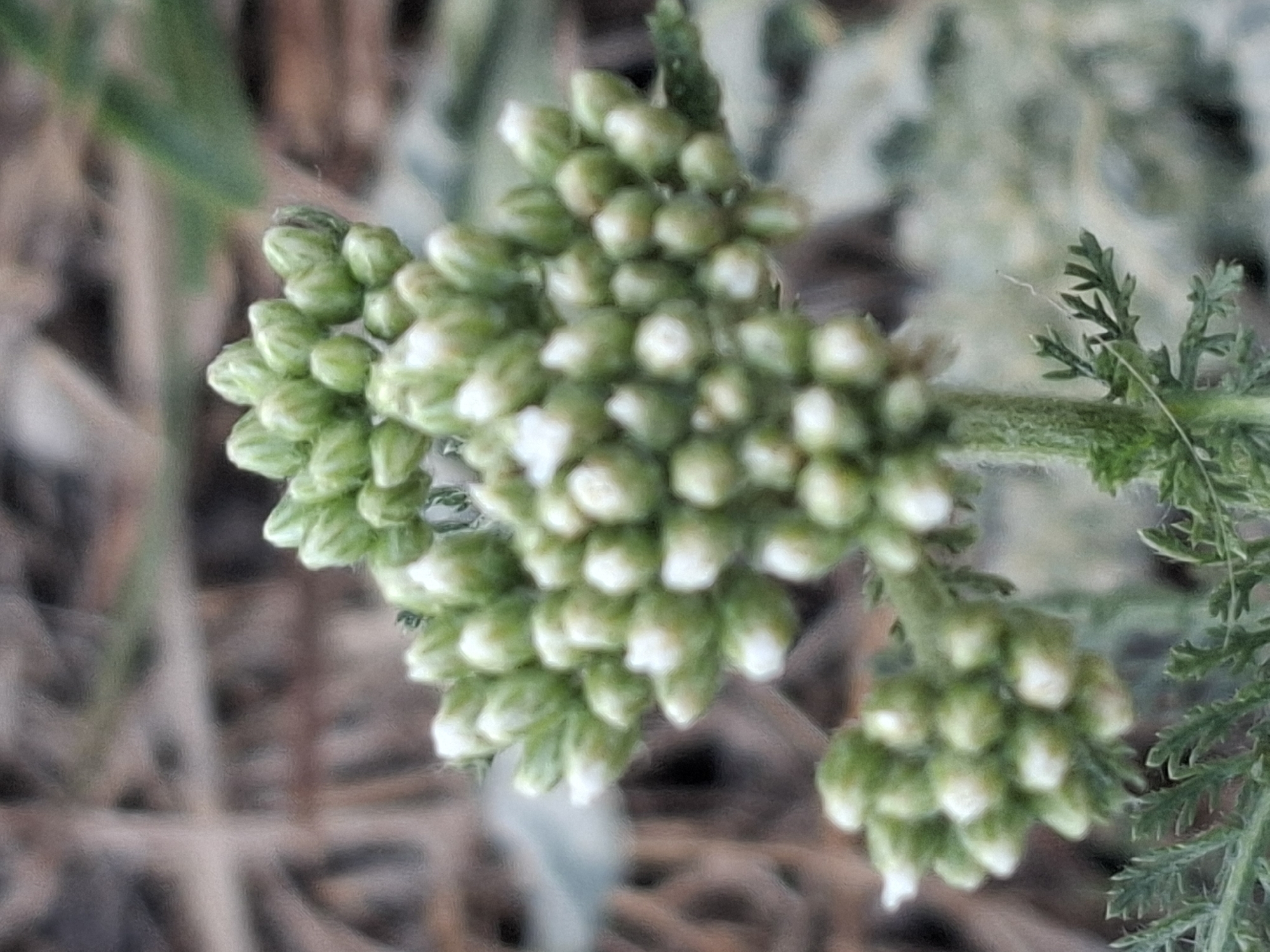 The image shows a close-up of a cluster of small, pale green flower buds with some white tips, possibly on a plant like yarrow, against a blurred background of dry earth and vegetation. The focus is on the intricate details of the unopened flowers and the textured stems and leaves. The scene is likely an outdoor natural environment, possibly a park or uncultivated area, within the city of Almaty, Kazakhstan, given the prompt's context. No people or specific actions are depicted.