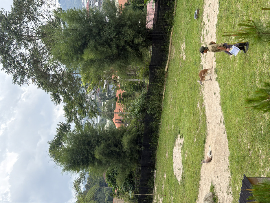 A kangaroo enclosure features green grass and a winding sandy path. A kangaroo stands near a zookeeper in a green uniform, who holds a container. Another kangaroo lies on its side on the sandy path. A black fence borders the enclosure, with trees and buildings visible beyond. The sky is partly cloudy.