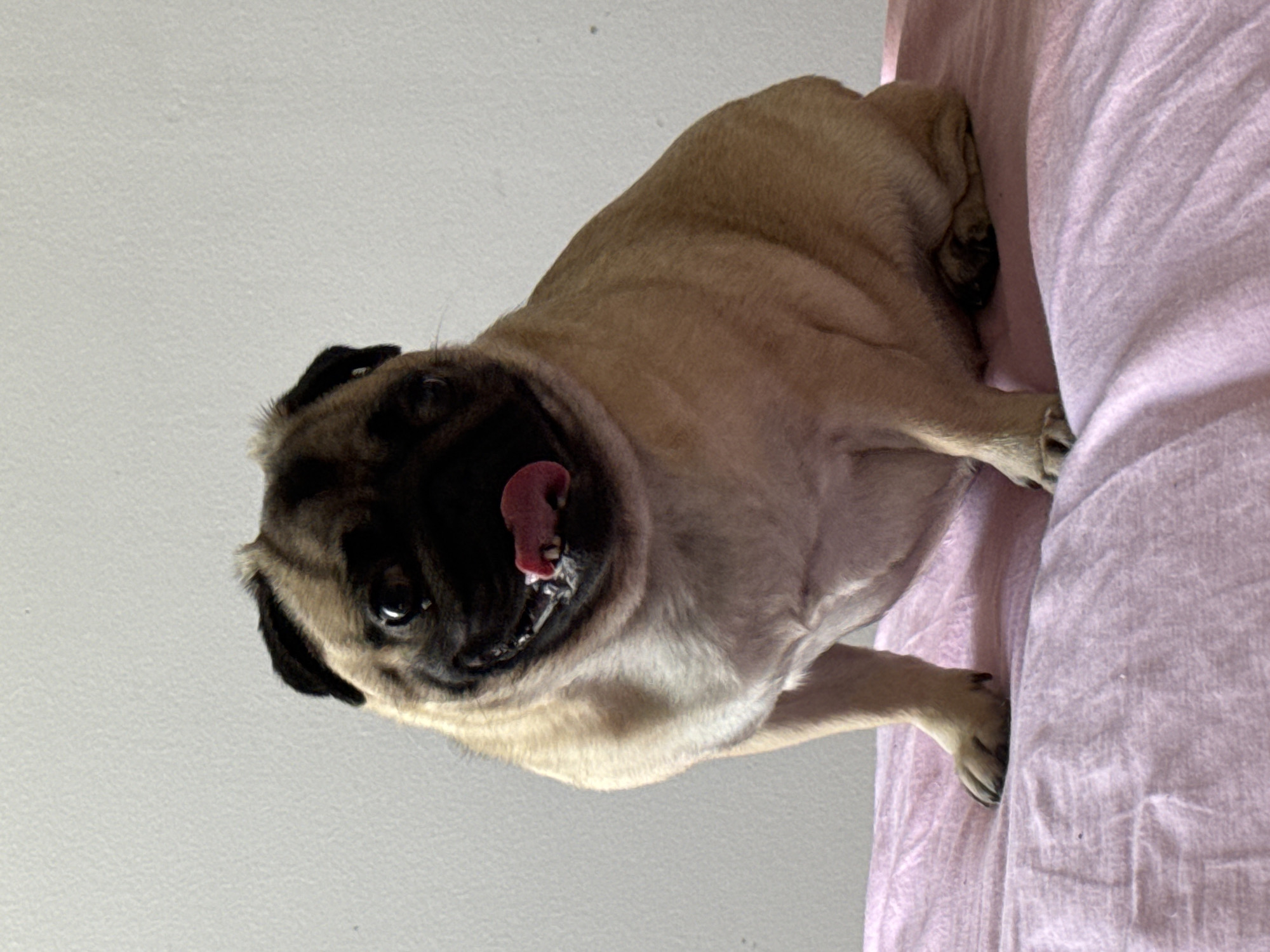 A tan and black pug sits on a pink blanket with its tongue sticking out. The pug's face is turned towards the camera, and its eyes are looking slightly to the left. The pug is sitting upright, with its front legs extended forward and its back legs tucked underneath. The background is a plain white wall.