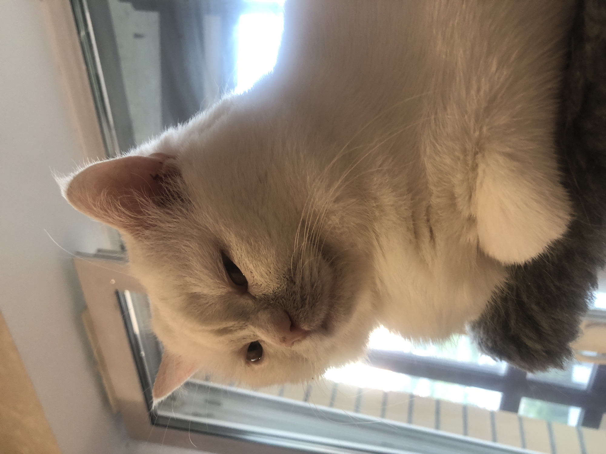 This is a close-up, low-angle shot of a white cat with grey markings. The cat is positioned upside down, with its head tilted and facing towards the viewer. Its eyes are partially closed, and its expression appears relaxed or sleepy. A pink nose and whiskers are visible. The cat's fur is soft and fluffy, with a mixture of white and grey tones. The background is blurred, but suggests an indoor setting with natural light coming from a window. The light creates a bright halo effect around the cat's head. The overall mood of the image is peaceful and intimate. There is no visible text in the image.