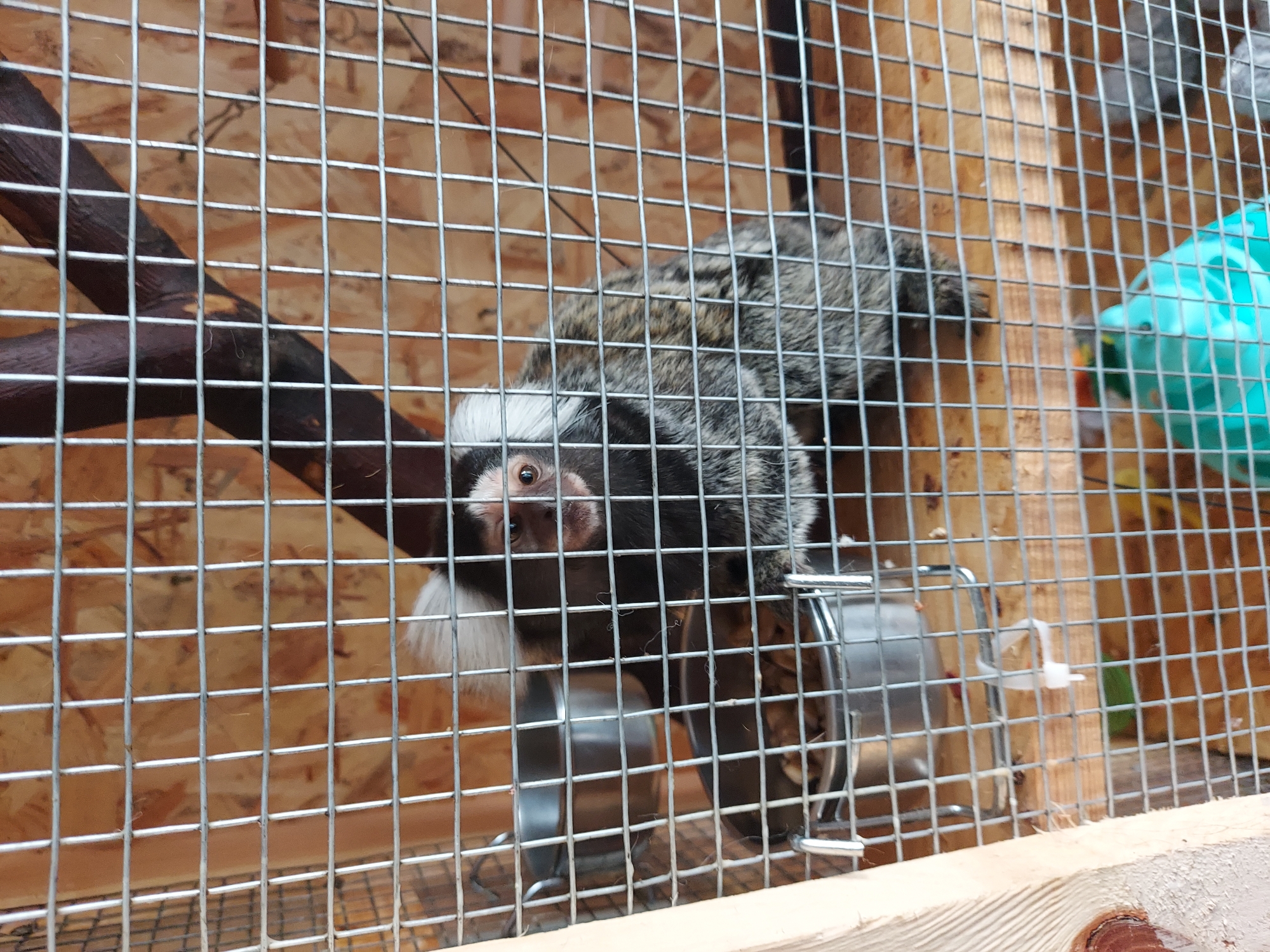 Location: Unknown, Unknown.
A common marmoset (Callithrix jacchus) with white ear tufts and mottled grey-brown fur is positioned in the mid-right of a wire mesh enclosure, facing directly towards the viewer. The animal's body is partially obscured by the metallic wire mesh. A dark brown tree branch extends diagonally from the upper right, and the cage interior features light brown wooden paneling. Two stainless steel bowls, one containing light brown particulate food and the other empty, are suspended from the left side of the cage. A turquoise plastic object rests on the wooden floor in the bottom right corner of the enclosure.
