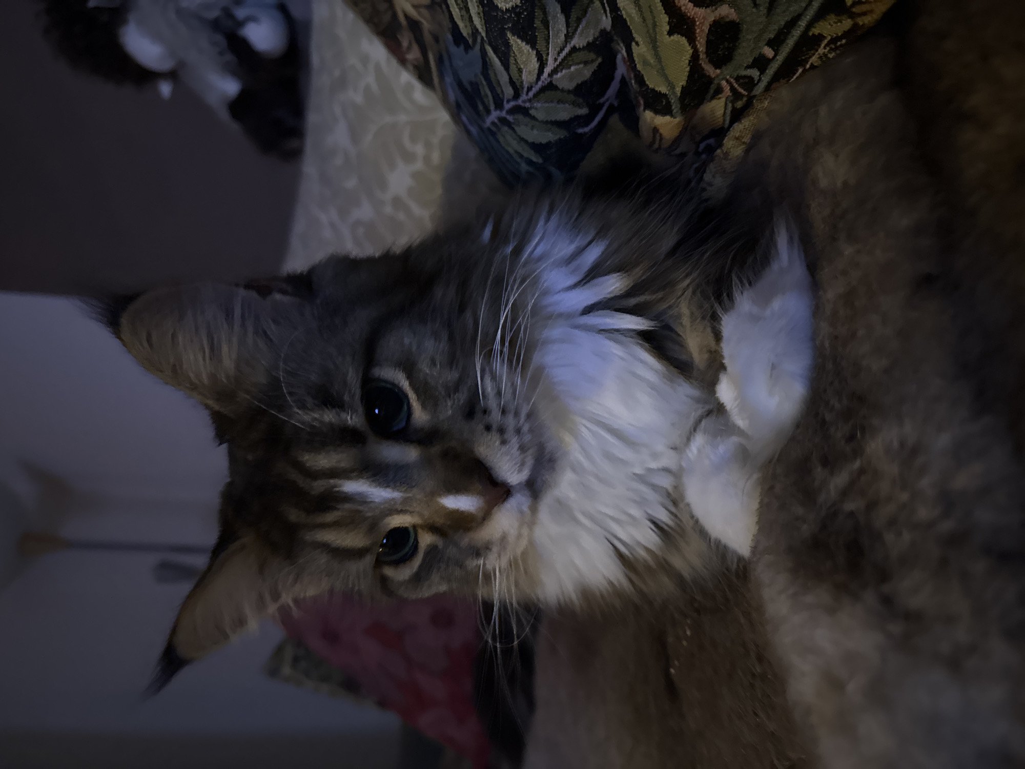 A Maine Coon cat is resting on a furry surface, likely a blanket or rug, in a dimly lit room. The cat is predominantly gray and white with tabby markings. Its paws are crossed in front of its chest, and it is looking directly at the camera with a calm expression. Behind the cat, several pillows are visible, one with a floral pattern and another with a red pattern. A lamp can be seen in the background, and to the far right, a blurred stuffed animal is present. The overall ambiance suggests a domestic setting, likely a home.