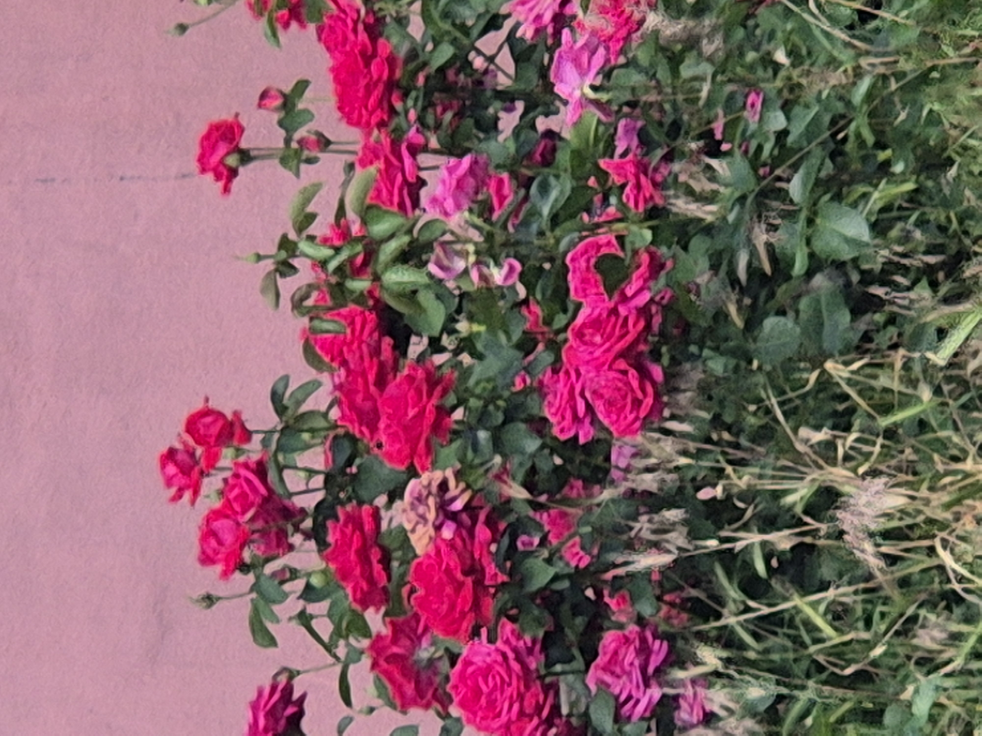 In Sozonivka, Ukraine, a close-up, vertically oriented photograph captures a dense cluster of vibrant pink roses in full bloom against a plain, textured pink wall. The roses, varying in shade from deep fuchsia to lighter pink, dominate the foreground and midground, with numerous blossoms and buds nestled amongst dark green foliage. The petals display a velvety texture, and the flowers are arranged in clusters and individual blooms on thin, thorny stems. The background wall, painted a soft pink, shows a subtle texture suggesting it is stucco or a similar material. The lighting appears diffused, creating soft shadows and highlighting the rich colors of the roses. The overall impression is one of abundant floral beauty in a garden setting adjacent to a building.