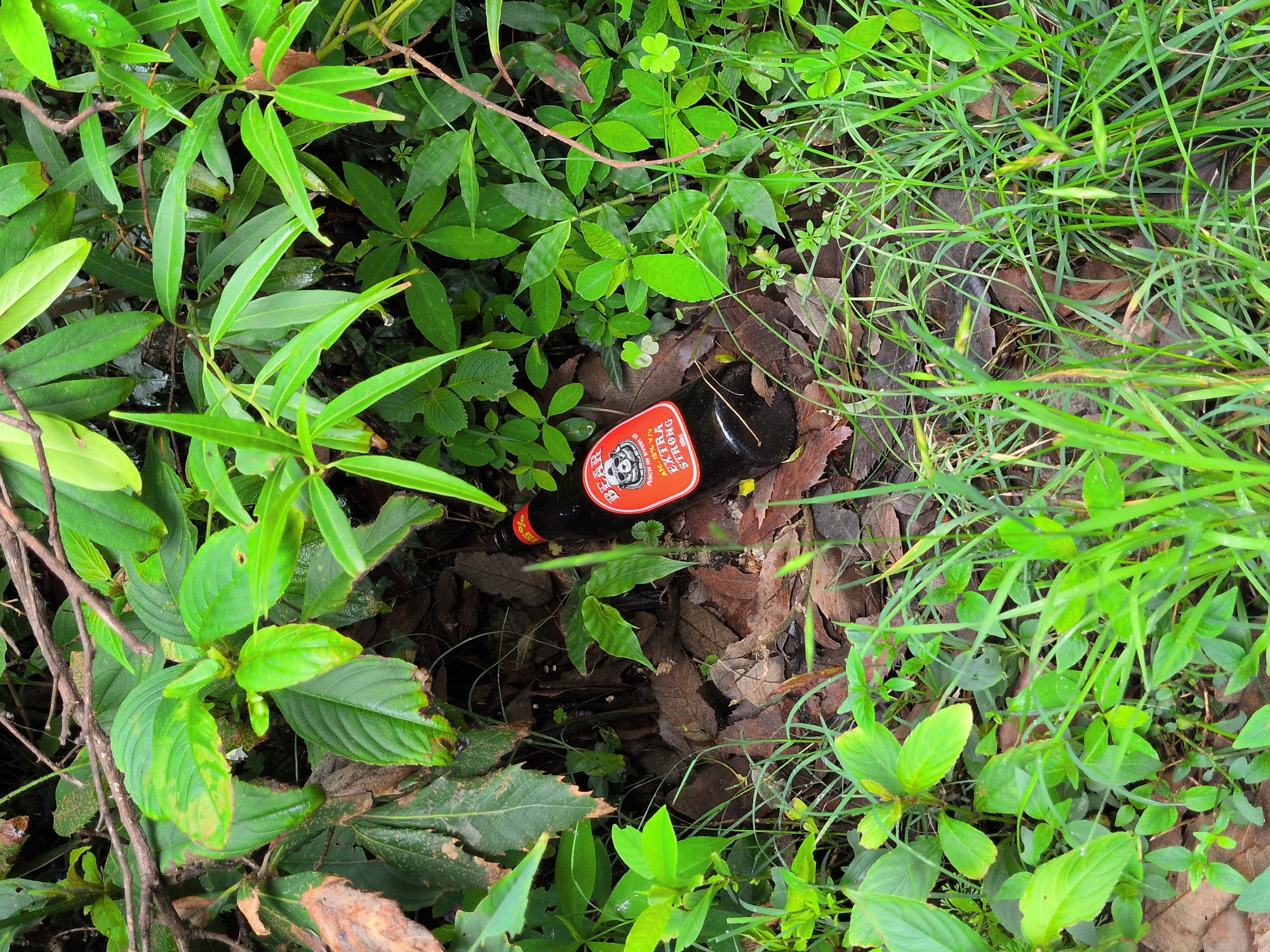 A dark glass bottle, with a red and orange label, lies on its side amongst fallen leaves and dense green foliage. The label on the bottle is partially visible, displaying text including "BEAR" and "EXTRA STRONG". The bottle appears to be a beverage container, possibly alcoholic. The surrounding environment is natural, with a variety of plants and dried leaves on the ground, suggesting an outdoor setting such as a park, forest edge, or roadside verge. There are no people or animals visible in the image. The scene is not specifically identifiable as being within Haini, India, and lacks any distinctive urban or geographical markers.