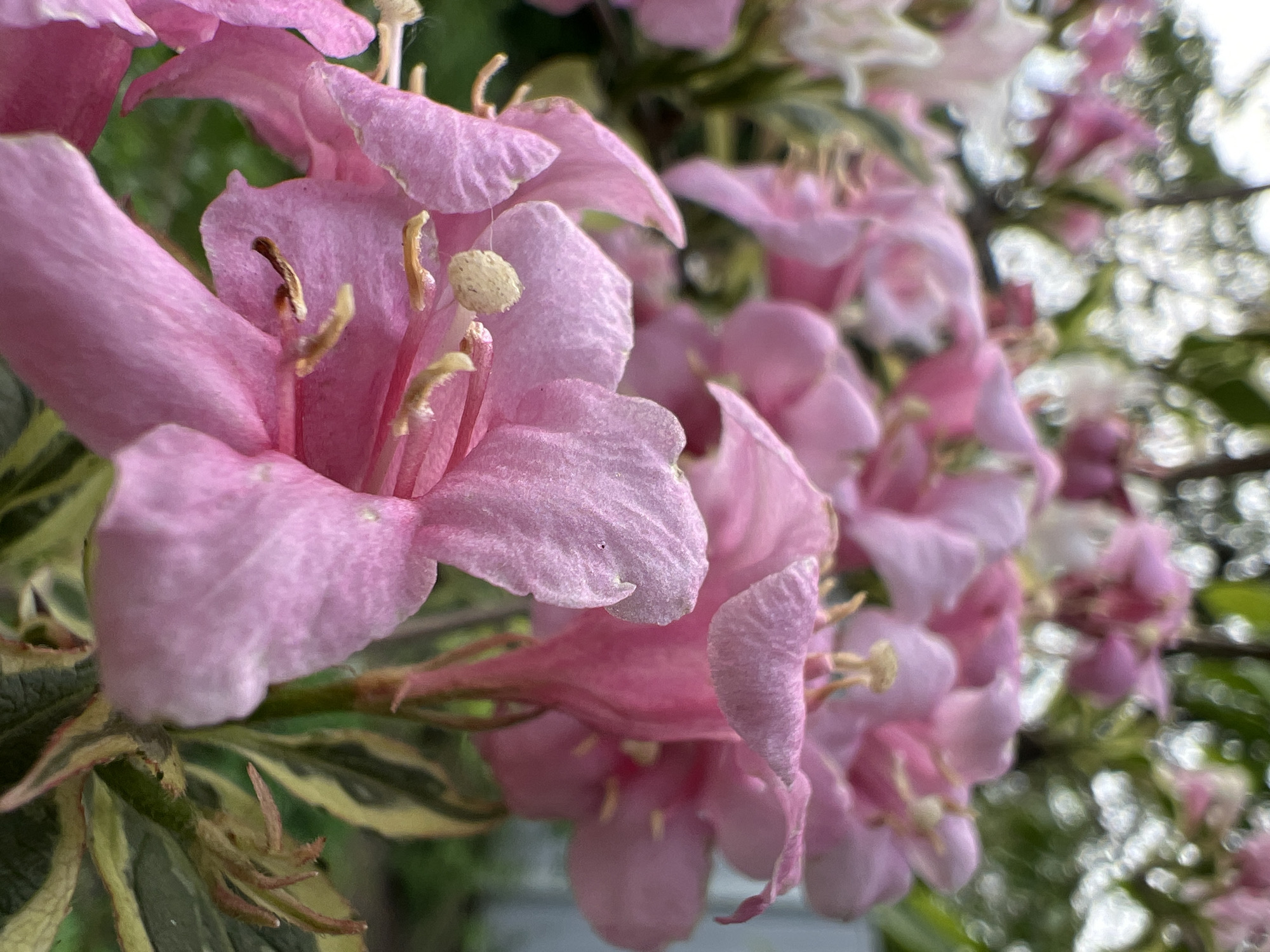 The image shows a close-up view of several pink flowers in bloom, likely Weigela florida 'Variegata'. The flowers are arranged in a cluster, with the foreground flower being the most detailed. The petals have a soft, textured appearance. The background is blurred, suggesting a shallow depth of field. Variegated leaves with green and yellow edges are visible in the background. The location is likely in Krasnodar, Russia.