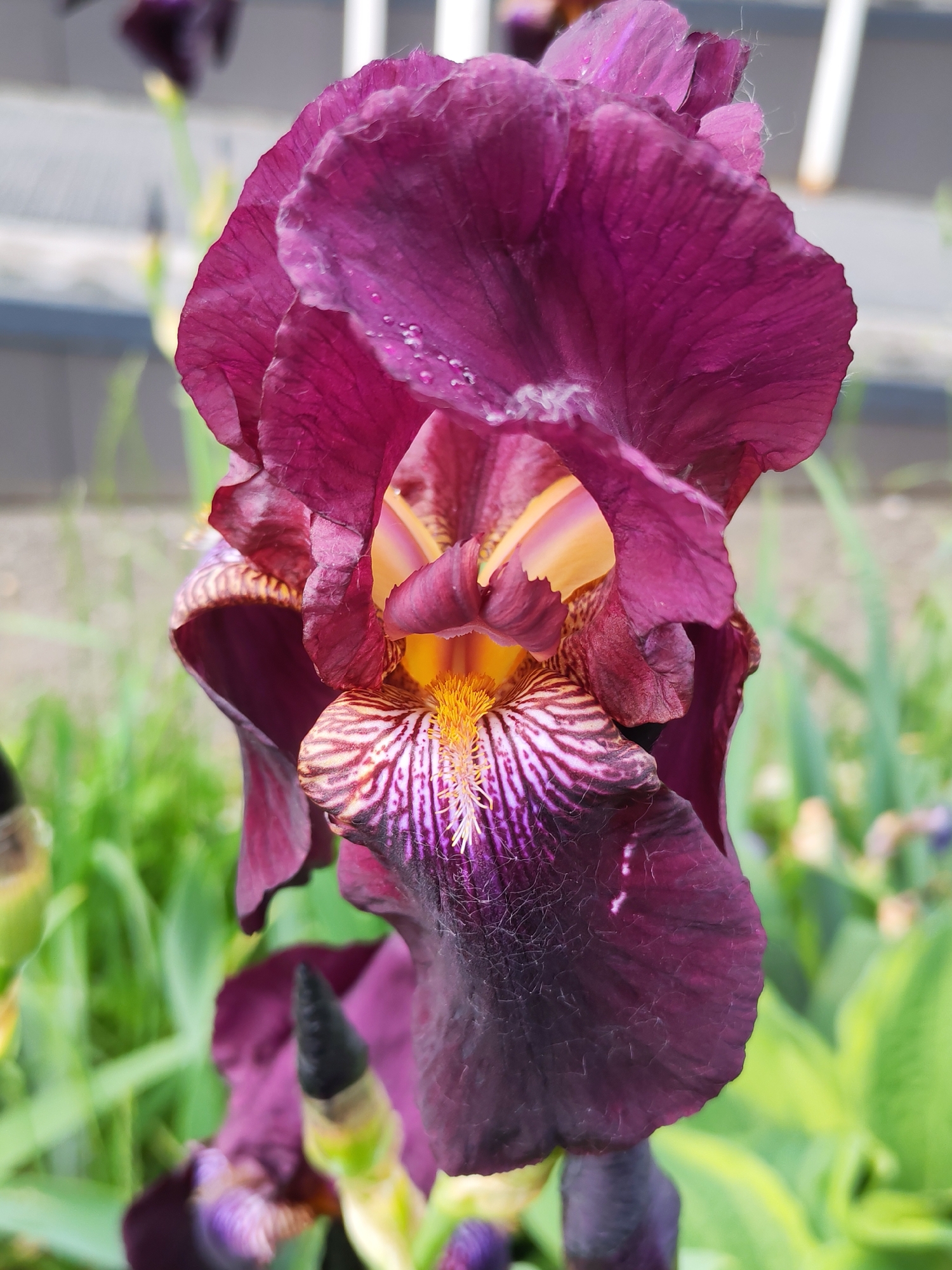 The image presents a close-up, vertical composition of a single deep purple (or magenta) iris flower in full bloom, situated in the city of Izhevsk, Russia. The flower's standards (upper petals) are a uniform, richly textured purple with subtle creases, and several small, clear water droplets are visible on the upper-left petal surface. The falls (lower petals) display a complex pattern of white and darker purple linear striations, converging towards a prominent, bright yellow-orange 'beard' at the flower's throat. Hints of yellow and orange coloration are also visible within the central structure of the bloom. The background is rendered in a soft, shallow depth of field, featuring blurred green foliage in the lower and mid-sections, and indistinct lighter-toned vertical elements, likely architectural or fencing, in the upper background. No human subjects or animals are present, and no actions are depicted. The scene is static, illuminated by natural daylight.