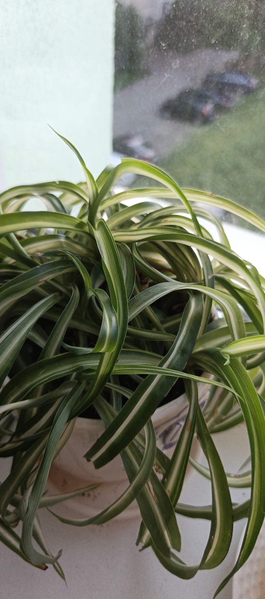 A close-up, vertical, eye-level shot shows a spider plant with variegated green and white leaves in a pot by a window. The plant's leaves are long, arching, and twisted, with white stripes running down the center of each leaf. The pot is light-colored, with some purple decorative markings visible. Through the window, a blurry outdoor scene can be seen, with what appear to be cars parked on a street or road, and some green foliage. The background wall on the left is a light green color, and the windowpane appears to be dirty. The lighting suggests it is daytime. The scene is indoors, likely in a home or office in Tikhvin, Russia. There are no people or animals visible in the image.
