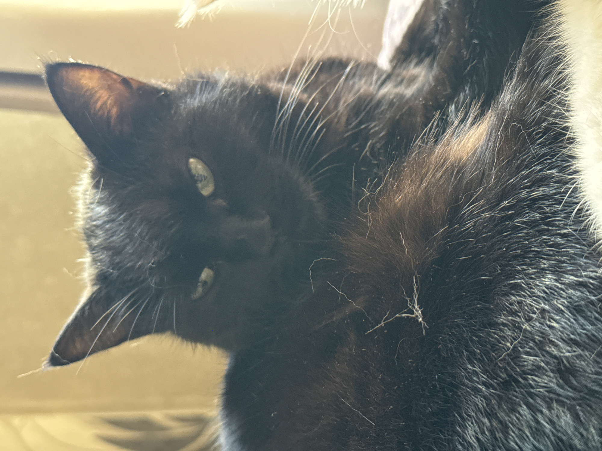 A close-up, waist-up shot features a fluffy black cat with green eyes. The cat's fur is dense and dark, with some lighter strands visible, particularly on its chest and tail. The cat is positioned on a soft, light-colored surface, possibly a bed or couch. In the background, a soft yellow curtain is visible, suggesting an indoor setting. The lighting suggests it is daytime, with light filtering through the curtain. There are no people or other animals visible in the image. No specific location within Bishkek City, Kyrgyzstan, can be determined from the image.