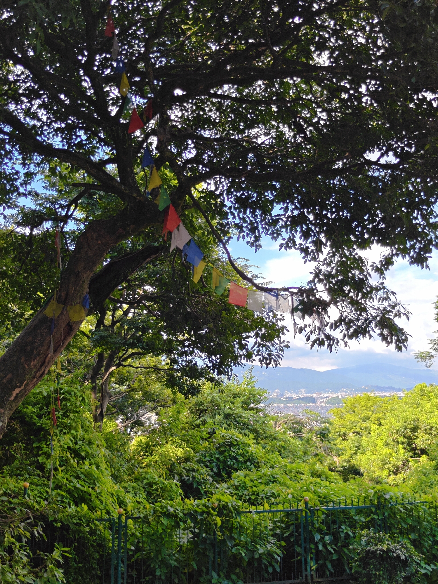 A medium shot captures a view from a slightly elevated position looking out over a lush green landscape with a city visible in the distance. In the foreground, a large tree with a thick, dark trunk dominates the left side of the frame. Prayer flags in various colors, including red, blue, yellow, and white, are strung across the branches of this tree and also further in the background on another tree branch. The leaves of the tree are dense and dark green, with sunlight filtering through them, creating bright spots. Below the tree, a dense growth of green foliage is visible, with a dark green metal fence running horizontally across the lower portion of the image. Beyond the immediate greenery, rolling hills dotted with buildings suggest the presence of a city, identified as Kathmandu Metropolitan City, Nepal. The sky is partly cloudy with a bright blue hue peeking through. The overall impression is one of natural beauty and spiritual ambiance, possibly from a viewpoint within or near a temple or monastery in Kathmandu.