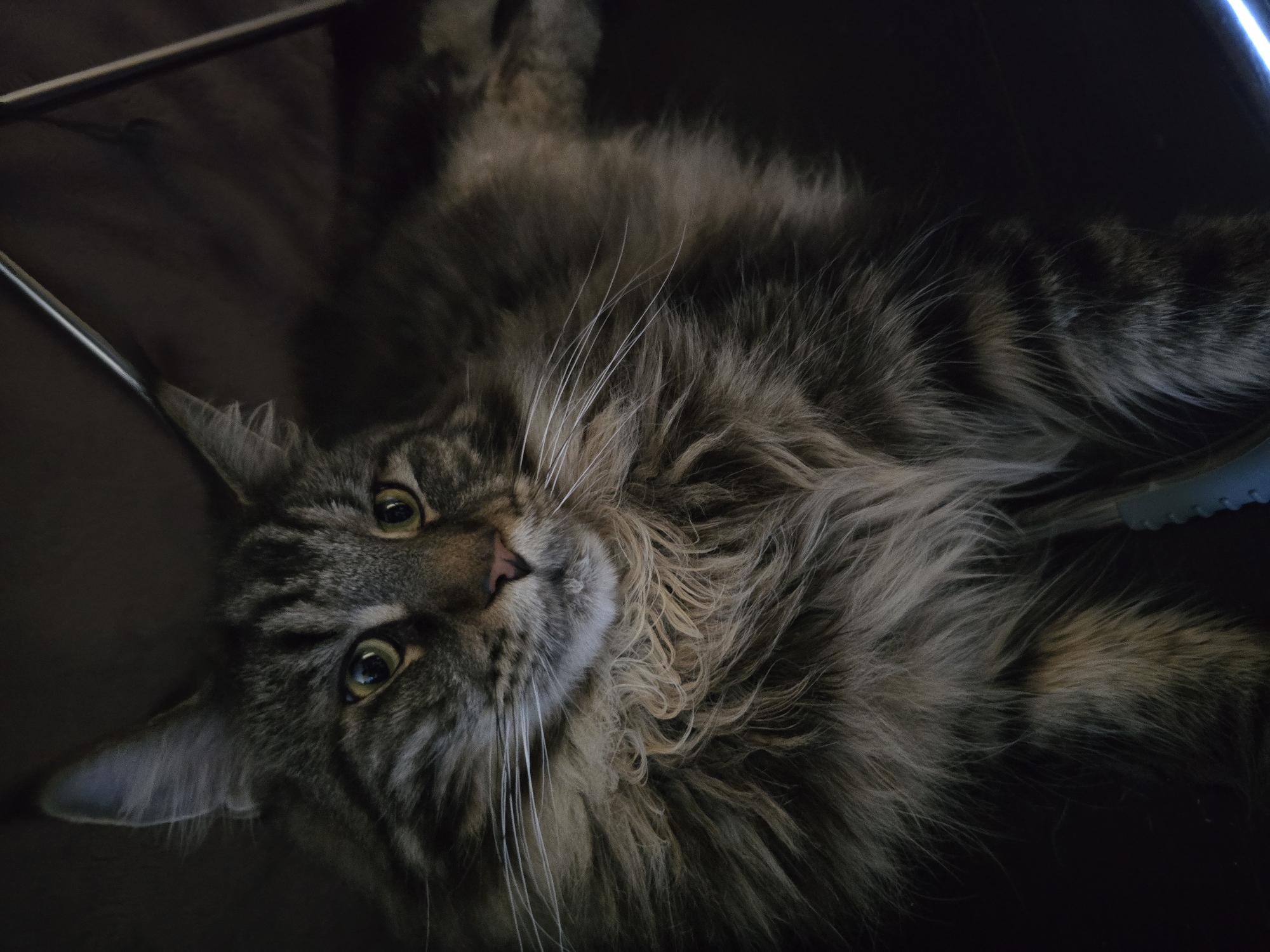 A medium shot captures a long-haired tabby cat with green eyes and a fluffy mane. The cat is lying down, facing right, with its head slightly tilted. The background is dark and out of focus, with some faint horizontal lines suggesting the presence of a structure or furniture. The lighting is dim, casting shadows and highlighting the cat's fur. There are no people or other animals visible in the image. The environment appears to be indoors, possibly a home, given the presence of what looks like furniture. The cat's pose suggests it is relaxed or observing something.
