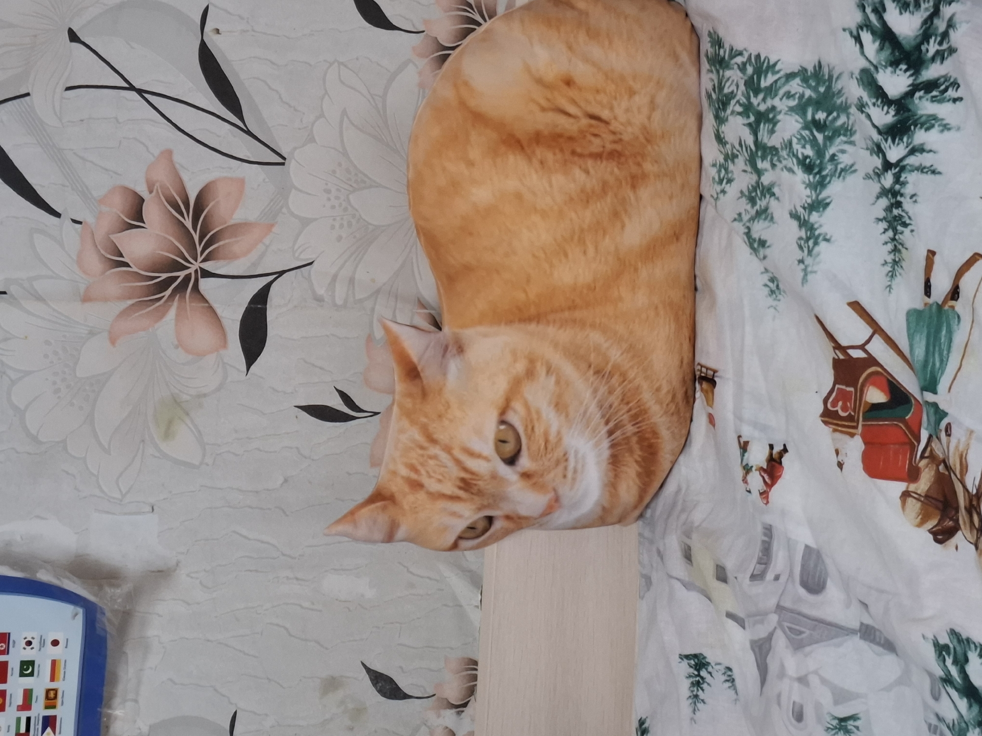 An orange tabby cat is curled up on a bed with a comforter. The comforter has a winter scene with trees and people in a sleigh printed on it. The cat's head is turned to the left, and its eyes are open. The background of the image is a wall with floral wallpaper.