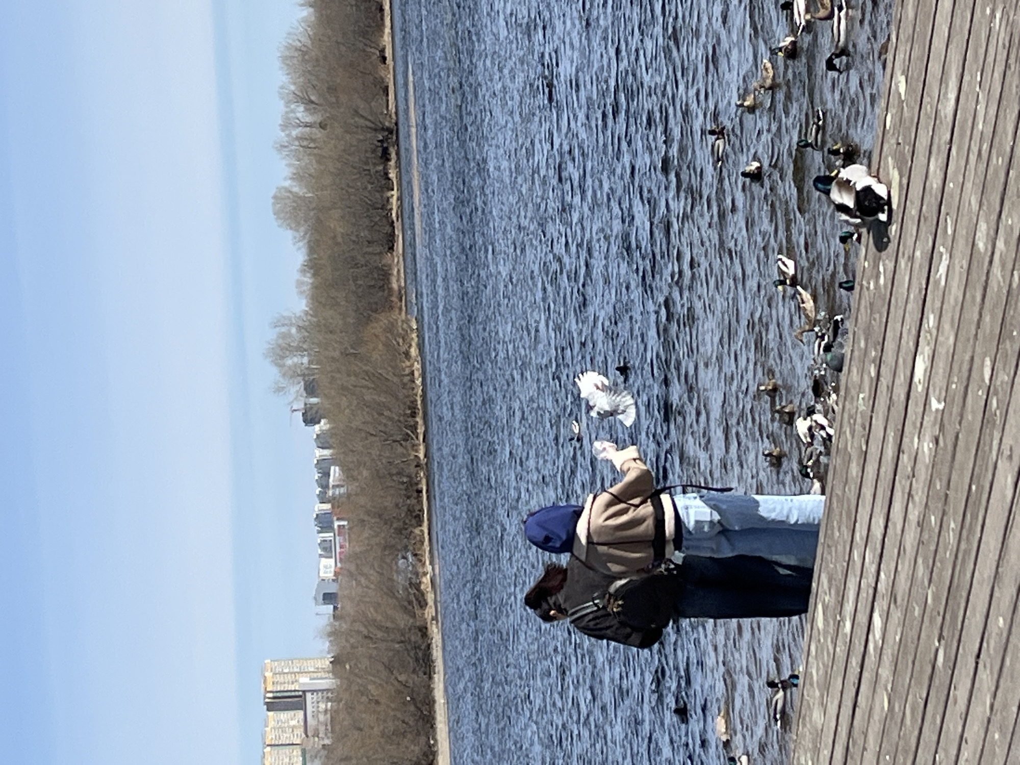On a sunny day in Krasnoyarsk, Russia, two people stand on a wooden dock extending over a body of water where many ducks are congregating. The person closest to the viewer wears a black jacket and a black bag over their left shoulder. Next to them, another person in a blue hat and a beige jacket extends their hand toward a bird. The water stretches to the edge of a tree-lined shore, beyond which are buildings in the distance under a clear blue sky.