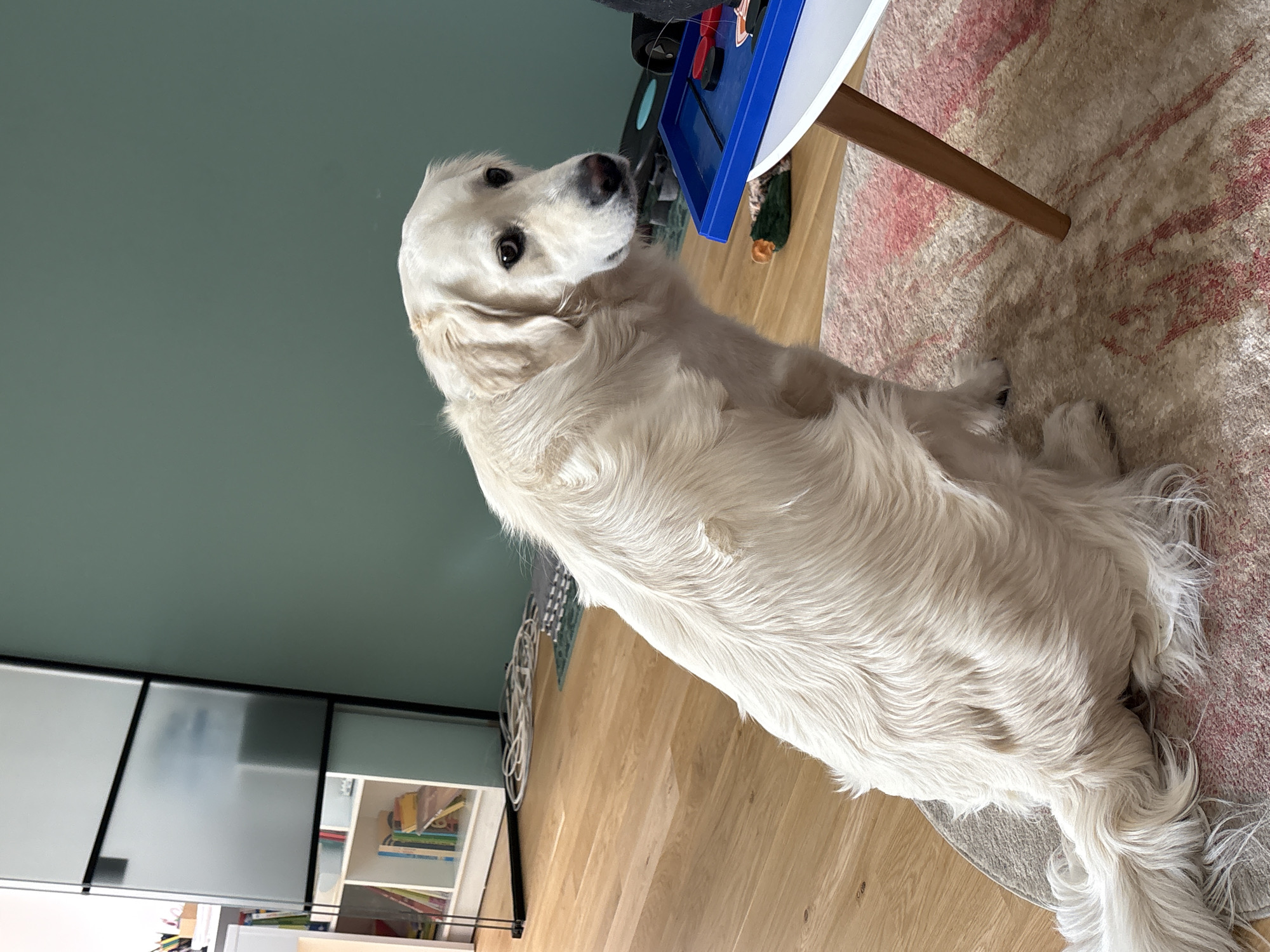 The main subject of the image is a cream-colored Golden Retriever dog, captured indoors in what appears to be a domestic setting in Lozen, Bulgaria. The dog is sitting upright, facing slightly right, with its head turned to look directly up and to the left, conveying an attentive and calm expression. Its fur is long, flowing, and well-groomed.
The room features a teal-green wall on the left, transitioning to wooden flooring in the midground and right. A light-colored rug with abstract pink and red patterns covers part of the wooden floor where the dog is sitting. To the right of the dog, a small white table with a single wooden leg is visible, hosting a blue tray or game board with black, red, and white pieces. In the background on the left, there is a dark-framed partition or cabinet with translucent glass panels, and below it, a white bookshelf filled with various colorful books.
The lighting suggests it is daytime. The dog is not engaged in any specific activity beyond observing something or someone with its focused gaze. There is no visible text in the image.
