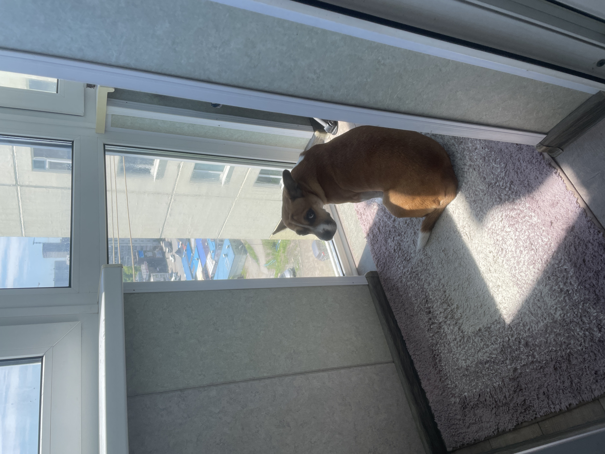 An outdoor scene depicts a small, light brown dog with white markings on its face, sitting on a pink rug in front of a window. The dog is looking to the left, with its head slightly turned. Through the window, buildings and city streets are visible, indicating an urban environment. The sunlight streams in from the right, casting a shadow across the rug and the dog. The window appears to be part of a balcony or sunroom. The overall impression is one of a domestic setting within a city.