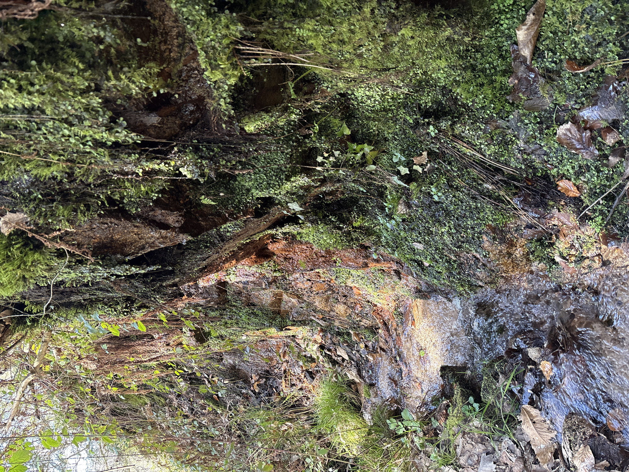 The image depicts a natural stream within a heavily vegetated area. Lush moss and small-leafed plants cover the rocky terrain bordering the watercourse. Decaying leaves are scattered among the moss and along the stream bank. The water itself flows over a bed of rocks, creating ripples and reflections. The scene appears to be shaded, with dappled sunlight filtering through the overhanging vegetation. Based on the presence of moss and the general character of the vegetation, the location is likely a damp and shaded area. The city of Forbach, Germany, is provided as context for the location, but specific landmarks or indications tying the scene definitively to a particular site within Forbach are absent.