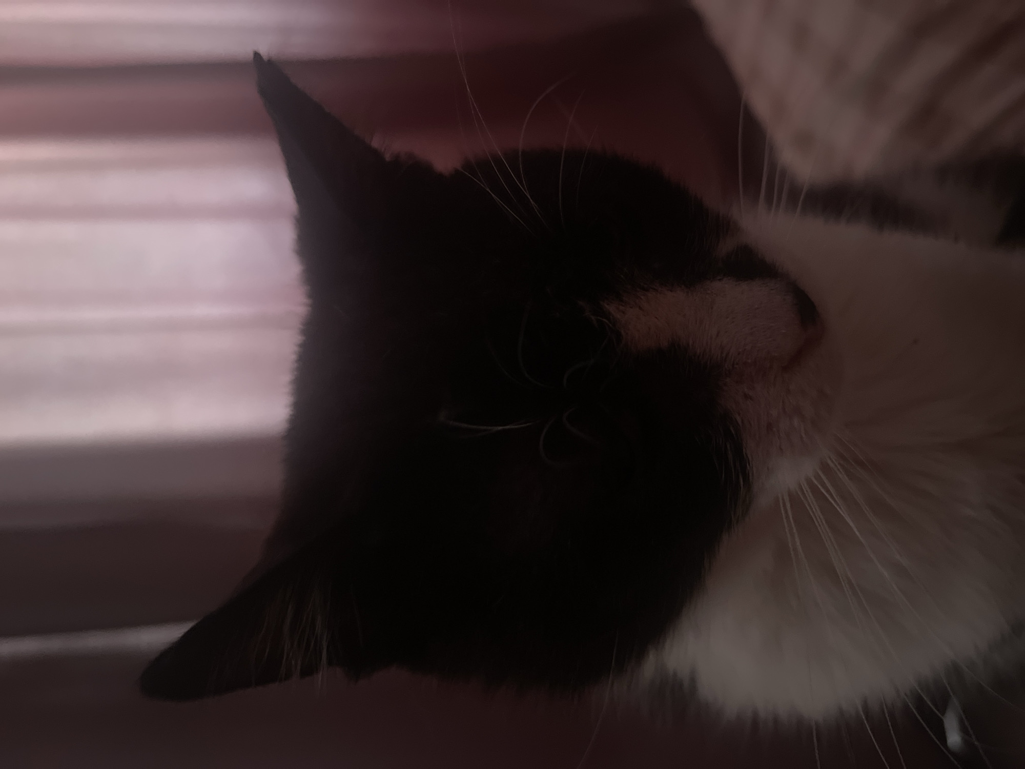 A black and white cat is shown in a close-up shot, its face turned downwards. The cat has dark fur covering its head and ears, with a patch of white fur on its chin and chest. Its eyes are not visible. The background is out of focus and appears to be a draped fabric in a shade of pink or purple. The lighting is dim, casting shadows on the cat's face. The scene appears to be indoors.