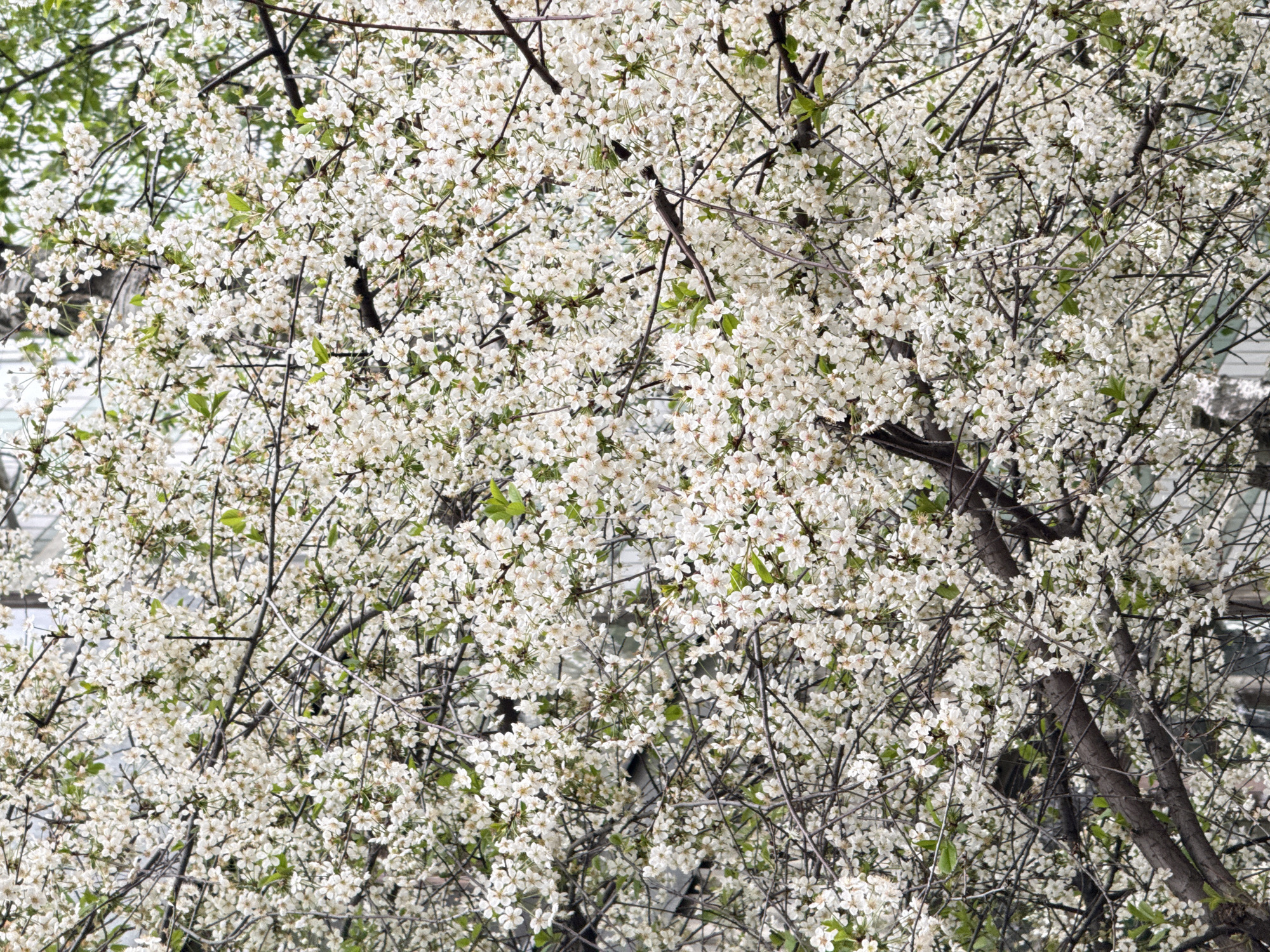 The image shows a tree in full bloom, covered with white flowers. The bare branches of the tree are intertwined with the blossoms, creating a dense, textured effect. A building with light-colored walls is visible in the background. Based on the characteristic architecture, plant life, and urban setting, it's plausible this image was taken in Moscow, Russia.