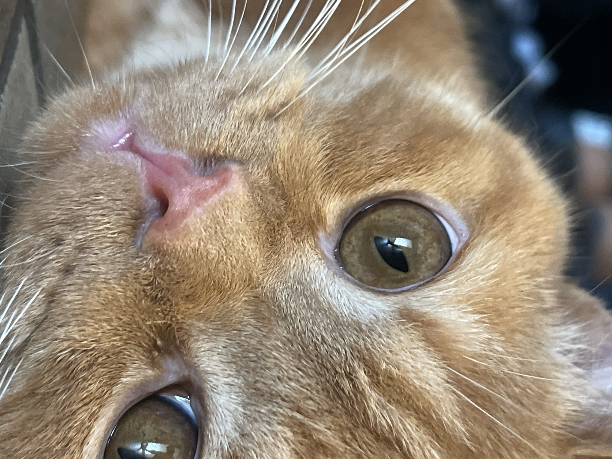 This is a close-up, eye-level, medium shot of an orange tabby cat's face. The cat's head is angled to the left, with its nose and mouth slightly to the left of the frame's center. The focus is sharp on the cat's right eye, which is a warm brown with a slit pupil reflecting a light source. The fur is a soft, mottled orange. The cat's pink nose and the area around its mouth are visible, along with long, white whiskers extending outwards. The background is blurred and dark, with some indistinct blue and white shapes suggesting an indoor environment, potentially in the city of Kommunarka, Russia, though there are no specific landmarks to confirm this. The overall impression is one of peaceful repose.