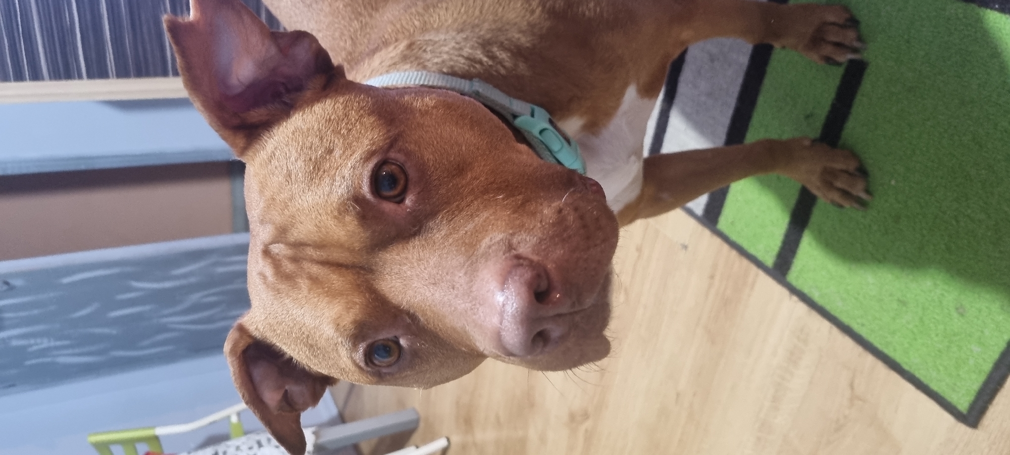 A close-up, rotated shot captures a brown dog with a light blue collar, lying on a wooden floor and a green and black striped rug. The dog, possibly a Pitbull mix, has reddish-brown fur, prominent ears, and a white patch on its chest. Its head is tilted, and its wet nose and attentive, dark eyes are directed towards the camera, conveying a curious or engaged expression. The dog's front paws are extended onto the green rug. The background is softly blurred, revealing hints of furniture or blinds and what appears to be a light-colored surface or wall. The lighting suggests an indoor setting, possibly with natural light illuminating the scene. There is no visible text.