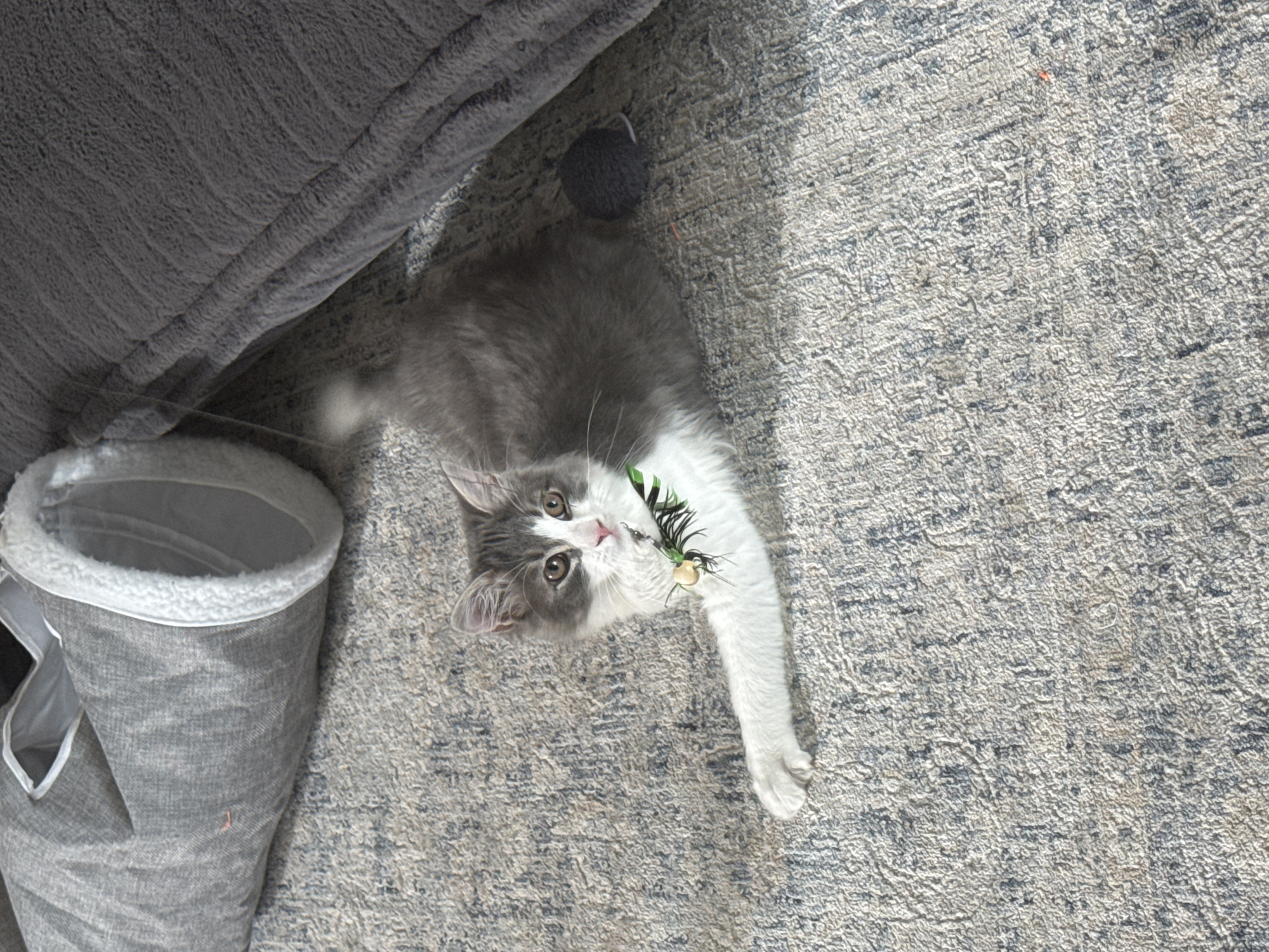 A young, long-haired gray and white cat with brown eyes lies on a gray and blue textured rug in Orangevale, United States. The cat is wearing a collar with a green adornment. To the left of the cat is a gray cat tunnel with a white fuzzy lining. To the right of the cat is a dark gray soft object, possibly a pet bed, and a small dark gray ball of yarn. The lighting suggests it is daytime, with sunlight casting shadows on the rug.