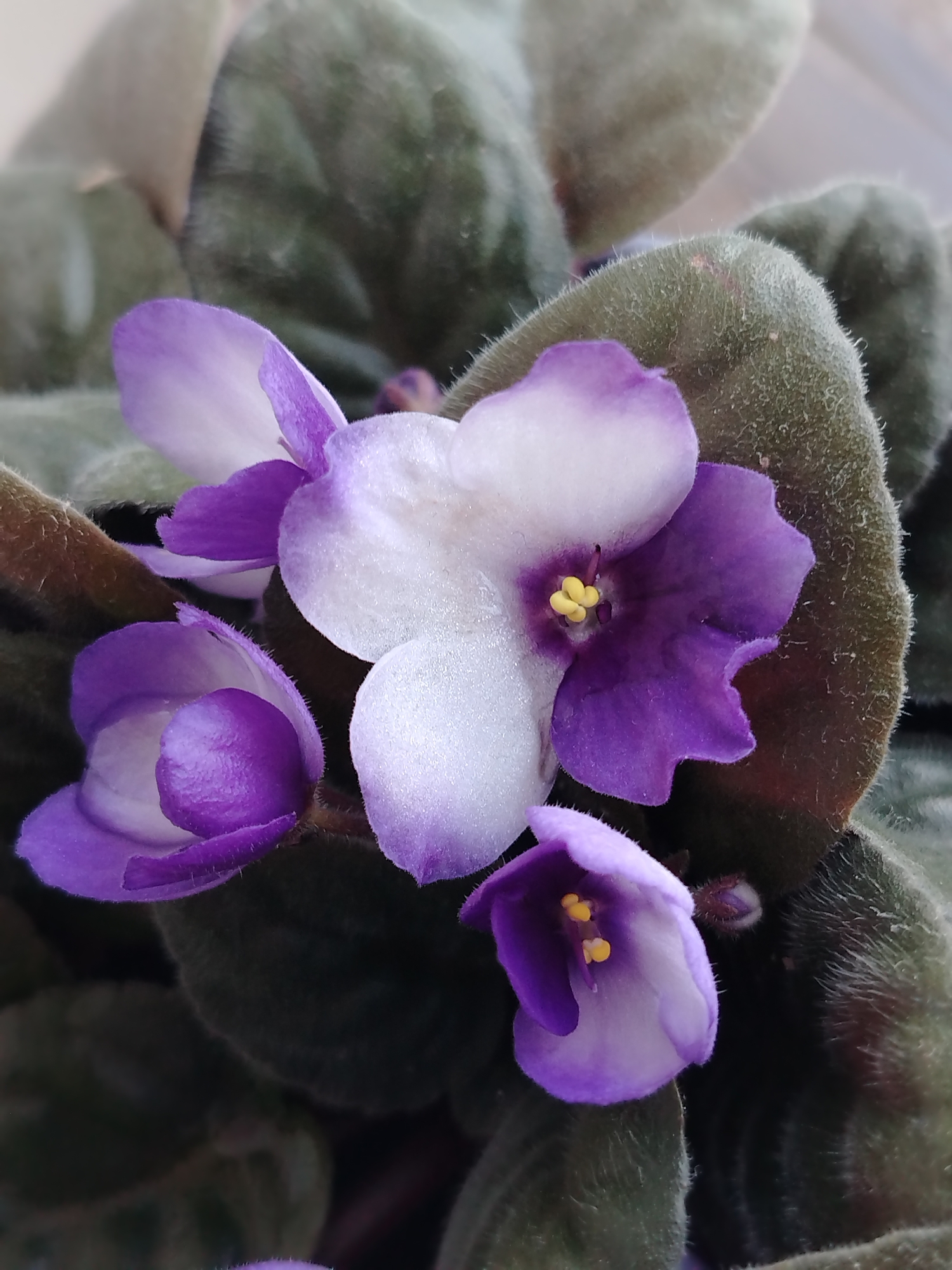 This is a close-up, vertical, eye-level photograph of African violet flowers and leaves. The flowers have five petals each, with the outer petals being a deep purple and the inner petals a gradient of purple to white, with yellow stamen in the center. The leaves are dark green, velvety, and fuzzy. The background is blurred and appears to be a light gray. The image is well-lit with natural light, highlighting the textures and colors of the flowers and leaves. There are no people or man-made objects visible in the image. The scene is natural and focused on the flora.