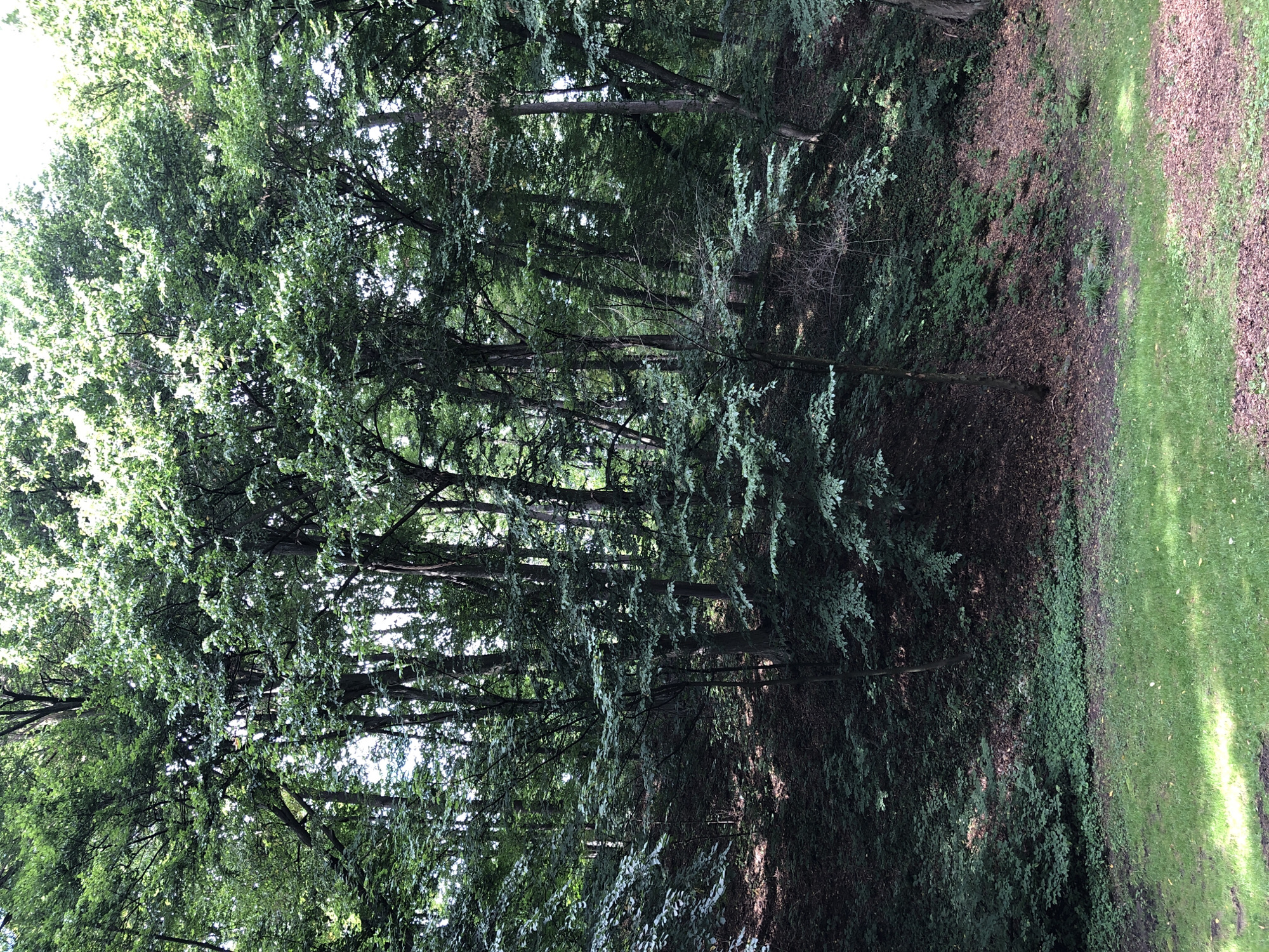The image depicts a dense forest with lush green foliage. Tall trees with thick canopies dominate the scene, casting dappled shadows on the forest floor. The ground is covered in a mix of fallen leaves and undergrowth. In the foreground, a patch of vibrant green grass is visible, suggesting the edge of the forest opens into a cleared area. The lighting indicates it is daytime, with sunlight filtering through the leaves.
This image was taken in Lviv, Ukraine, likely in one of its many parks or forested areas on the outskirts of the city. Given the natural setting and the absence of any man-made structures or human presence, it's impossible to pinpoint a specific location within Lviv without further information. However, the scene is consistent with the typical woodland environments found within or surrounding the city.