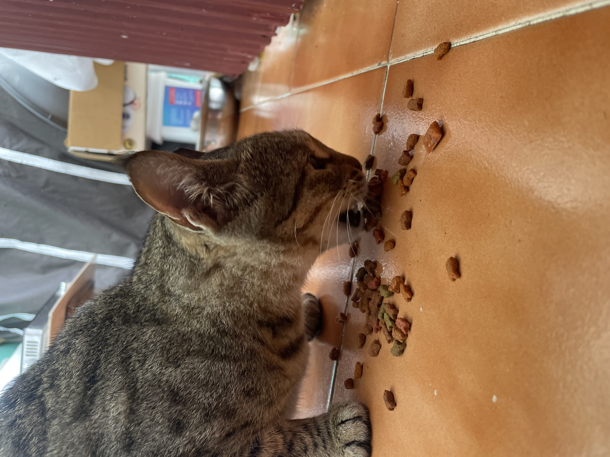 A tabby cat is eating kibble scattered on a tiled floor. The cat's paws and part of its body are visible, along with its head as it focuses on the food. The environment appears to be indoors, with a hint of outdoor elements like a gray tarp and some boxes in the background. The tiles are a warm, orange-brown color, and some of the kibble pieces are green, brown, and orange.
