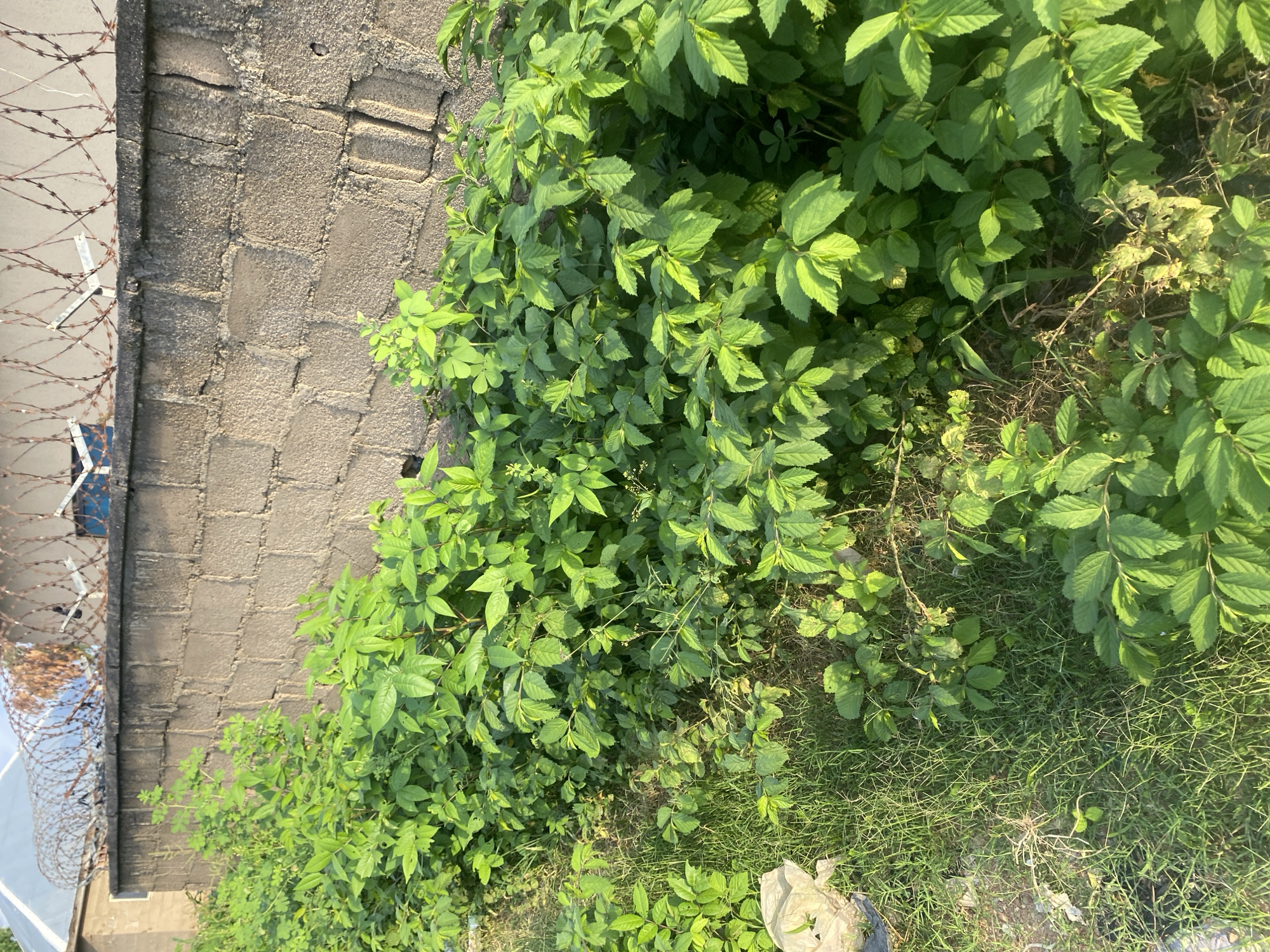 This media file captures an outdoor scene in Jalingo, Nigeria. The primary subjects are a brick wall covered in rough mortar on the left side of the frame, and dense, vibrant green foliage dominating the right side. The foliage consists of leafy plants with compound leaves and thin stems, some appearing to be climbing or spreading outwards. Interspersed with the foliage is dry grass and a piece of white plastic debris on the ground.
Along the left edge of the image, a strand of barbed wire is visible, suggesting a boundary or security measure. The brick wall appears weathered, with visible cracks and imperfections in the mortar. The greenery is lush, indicating a period of growth, possibly during the rainy season.
The lighting suggests it is daytime, with sunlight casting shadows and highlighting the textures of the brick and leaves. There are no people or animals visible in the frame. The overall impression is one of a somewhat unkempt natural area adjacent to a man-made structure. The presence of the barbed wire and the weathered wall might hint at a utilitarian or industrial setting, contrasted with the untamed greenery. No text is visible in the image.