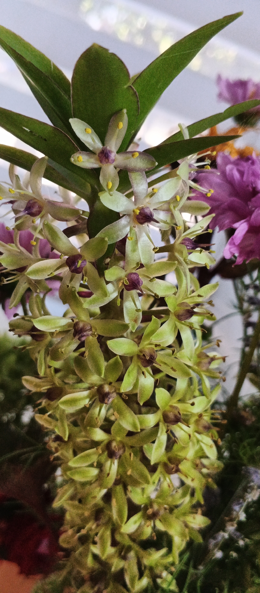 The image is a close-up, vertical shot of a flowering plant. The plant has long, green leaves and a central stalk from which numerous small, star-shaped flowers emerge. These flowers are pale green with a purplish-brown center and yellow stamens. In the background, out of focus, are hints of other flowers, one appearing to be a vibrant pink or purple. The overall lighting suggests an indoor setting, possibly near a window due to the bright, diffused light. There are no people visible in the image. The location in Smila, Ukraine, is not discernible from the visual information provided.