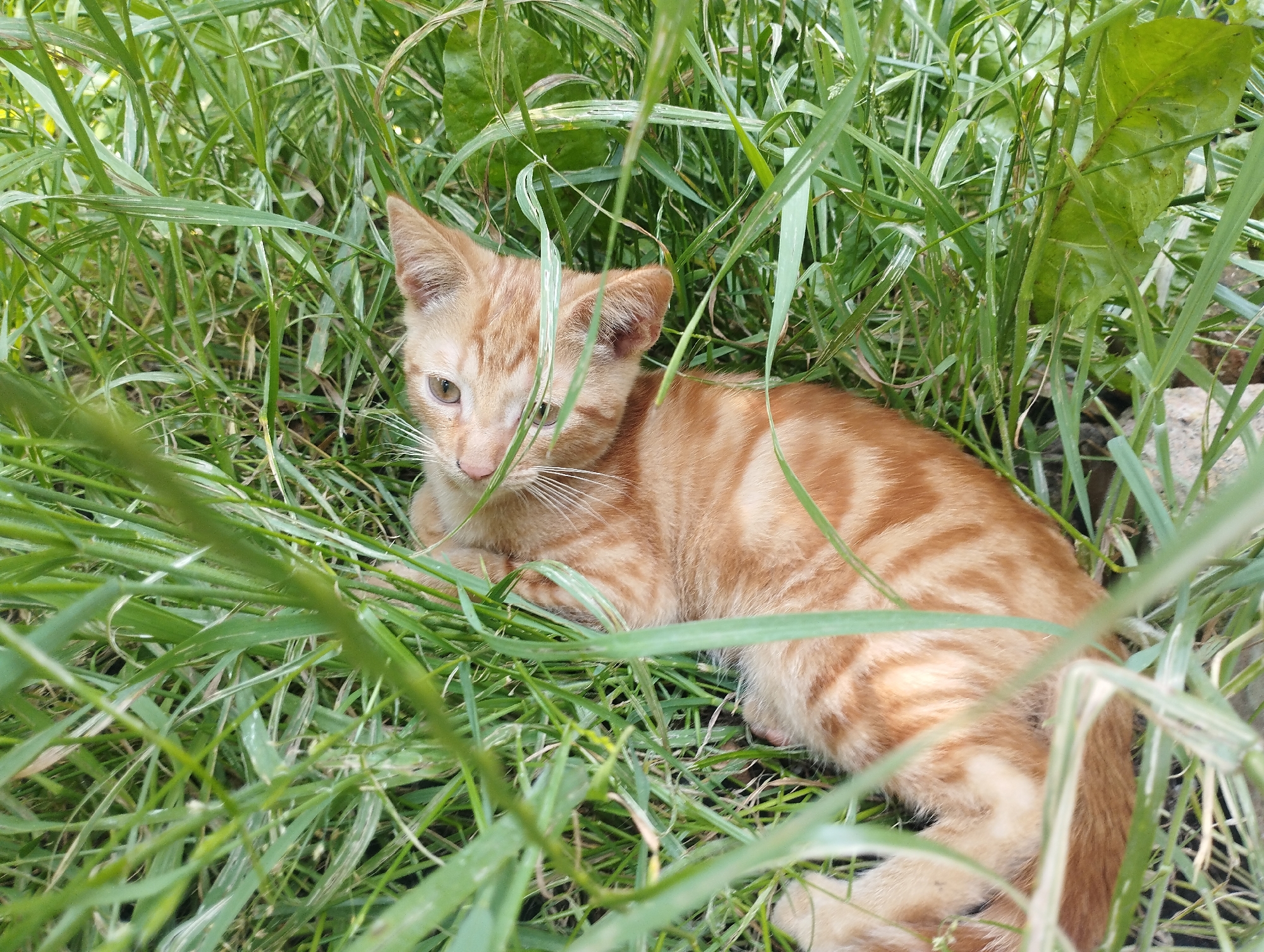 The image shows an orange tabby kitten nestled amongst tall green grass. The kitten is lying down, with its head slightly raised and its gaze directed towards the viewer. Its fur is a warm orange with darker tabby markings. The grass is lush and green, with some blades obscuring parts of the kitten. The setting appears to be outdoors, likely in a natural environment such as a field or garden, given the abundance of grass and foliage. The lighting suggests it could be daytime, possibly with overcast conditions or dappled sunlight filtering through. There are no visible people or text in the image. The overall impression is one of a peaceful and camouflaged kitten in its natural habitat. The location context provided is Baryshivka, Ukraine.