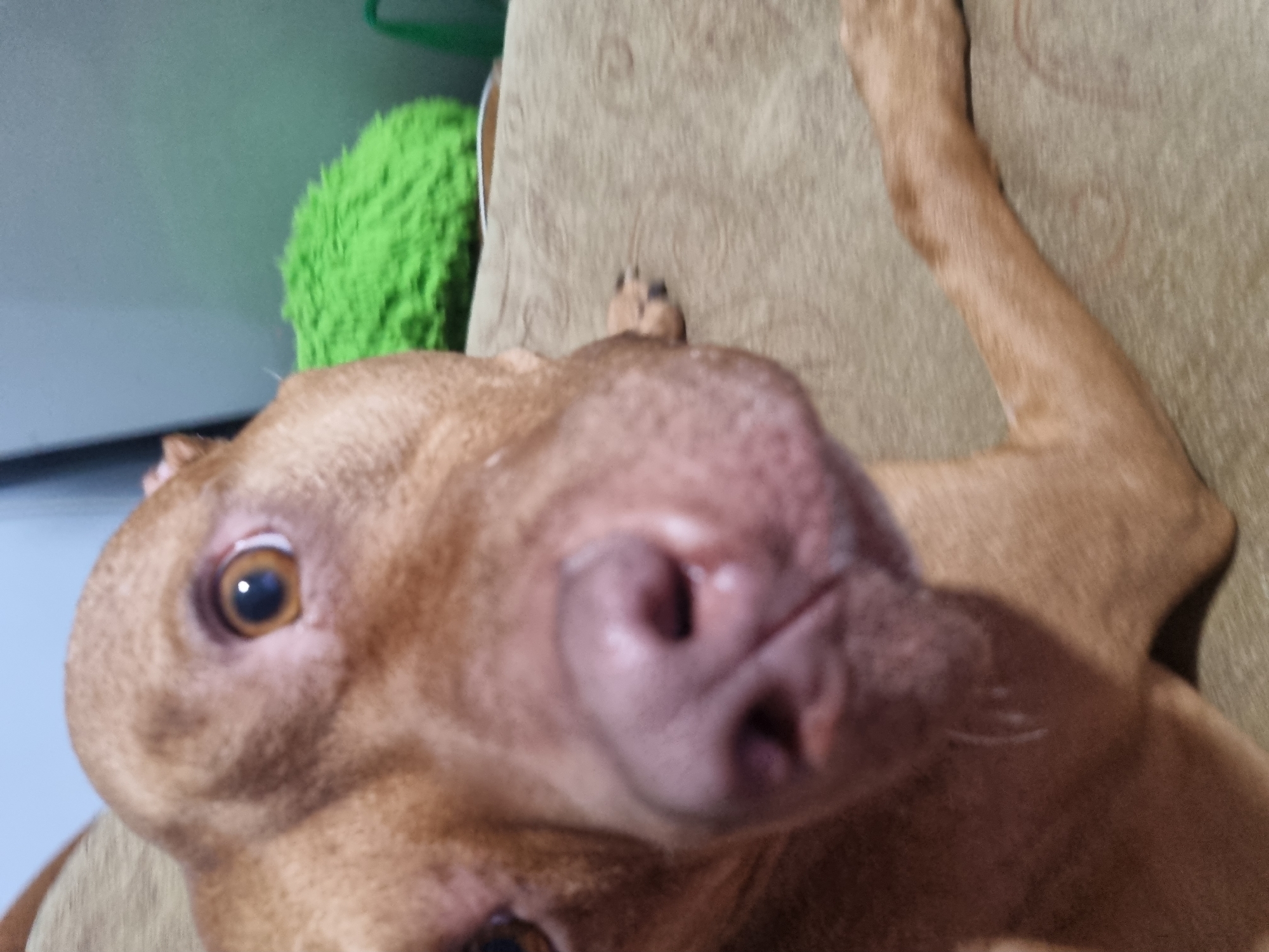 A close-up, slightly tilted image captures a brown dog with light brown eyes. The dog's nose is prominent, filling the foreground. The background includes a beige-colored textured surface and a green, fluffy object partially visible on the left.