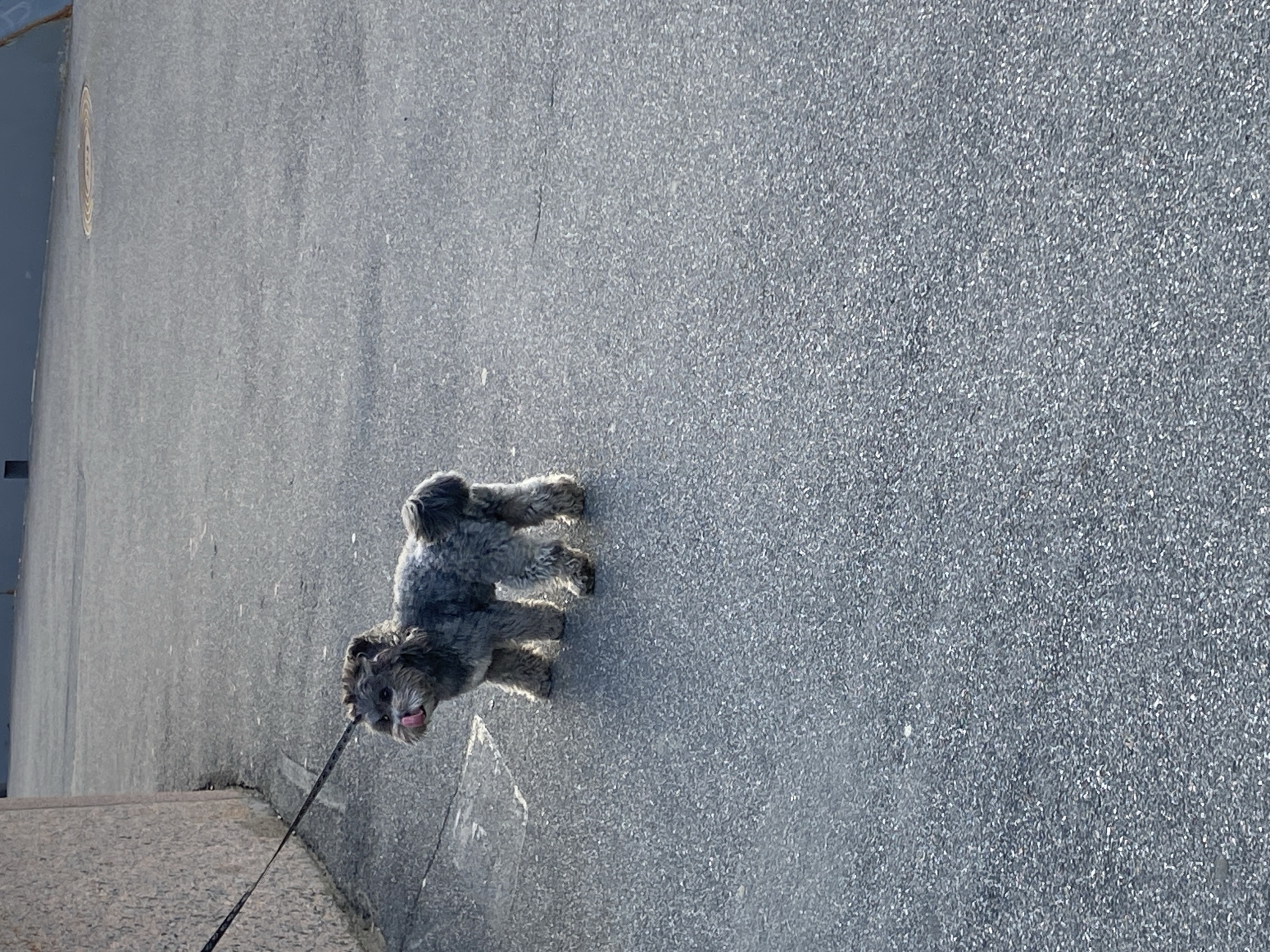 A small gray dog stands on an asphalt road, facing toward the left. The dog is leashed, and its tongue is sticking out. The surrounding environment is a gray asphalt road. Based on the architectural style and the presence of a sidewalk, the location is likely Saint Petersburg, Russia.