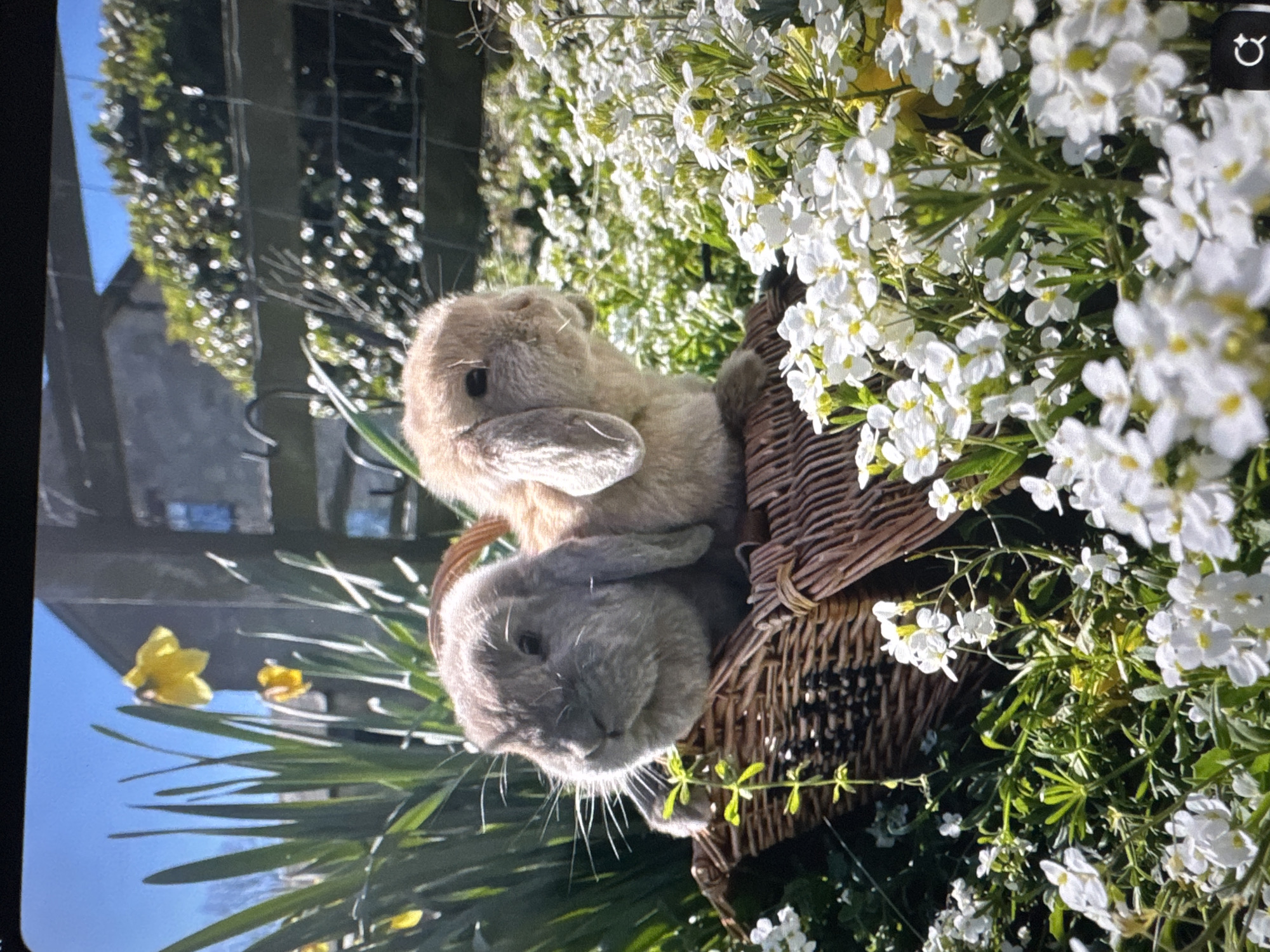 This image depicts two young lop-eared rabbits nestled in a woven basket outdoors. The rabbit on the left is grey, while the one on the right is a light tan color. They are surrounded by lush green foliage and a profusion of small white flowers, with hints of yellow daffodils visible in the background. The setting appears to be a garden or yard, with a fence and a building in the distance. The lighting suggests it is a sunny day. There is no indication of the city of Tallinn, Estonia, or any specific urban features.