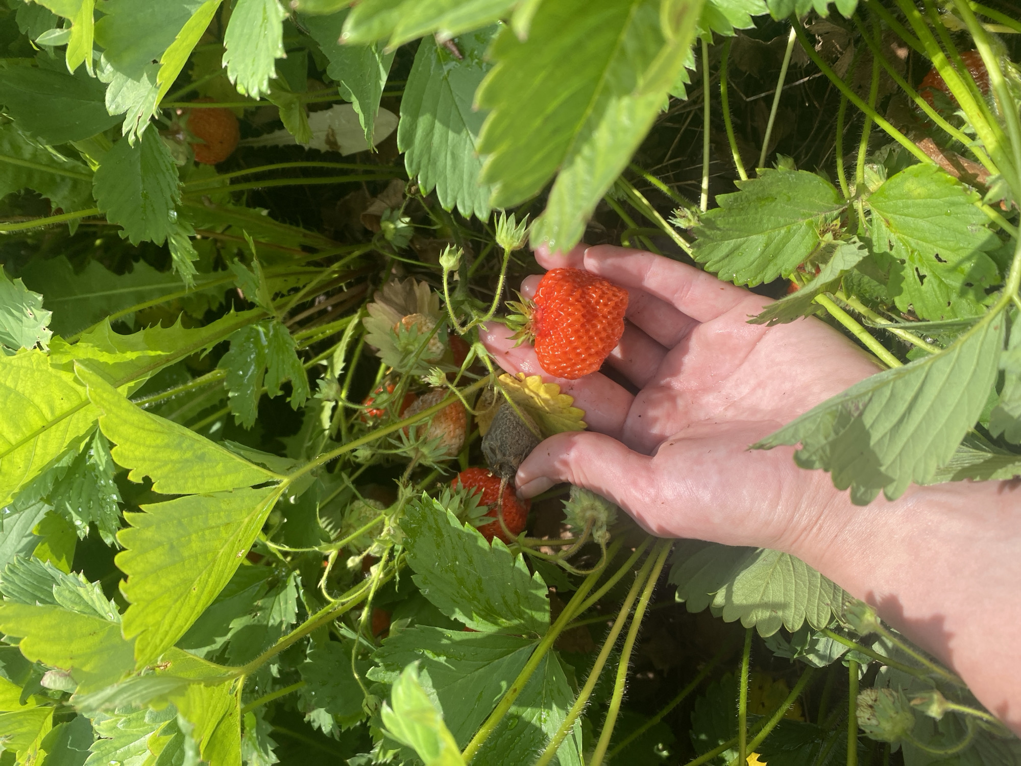 In Shiryaevo, Russia, a hand is shown gently holding a ripe red strawberry. The strawberry, with its characteristic pitted surface and green leafy calyx, is the focal point of the image, nestled among the lush green foliage of a strawberry plant. Sunlight filters through the leaves, illuminating the scene and casting dappled shadows. Other strawberries, some red and some less ripe green, are visible in the background, surrounded by the vibrant green leaves and stems of the strawberry plants. The overall impression is one of a bountiful harvest in a natural, outdoor setting.