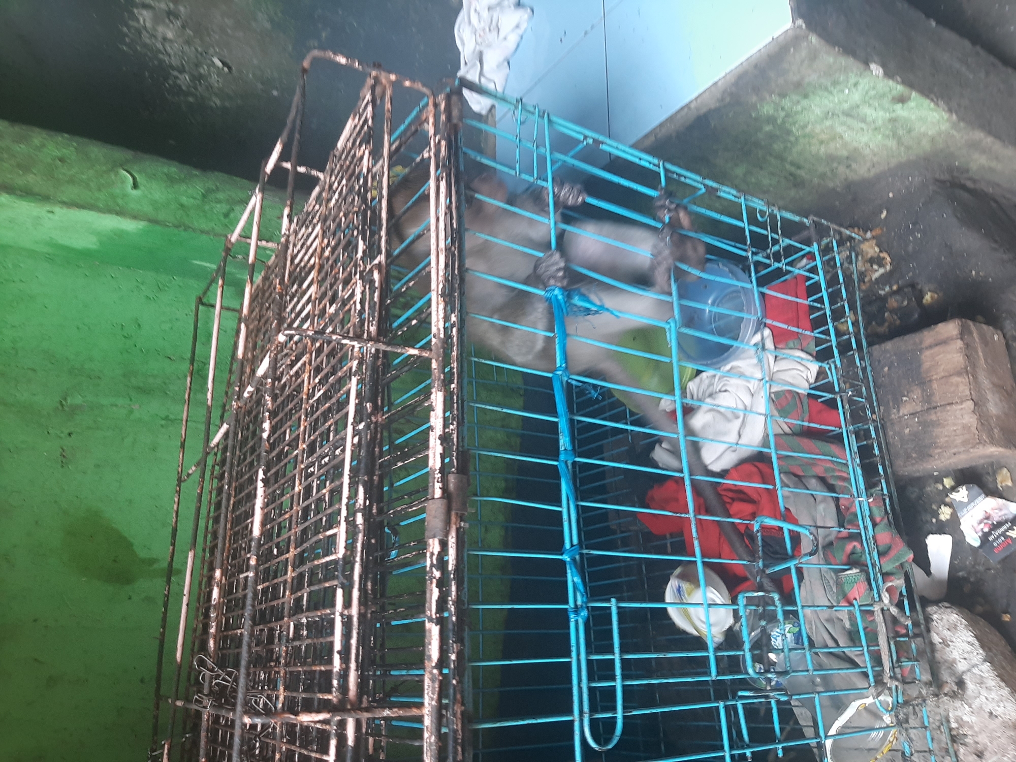 A monkey is contained within a rusty metal cage that is partly covered with blue bars on the lower section and a blue lid on the right. The cage is filled with various pieces of cloth in red, green, and white. A blue plastic bowl is also visible inside the cage. The monkey is partially visible, with its hands gripping the blue bars. The cage appears to be placed outdoors, with a green wall in the background and the ground covered in dirt and debris, including some scattered paper. The scene suggests the cage is located in an urban or semi-urban environment.