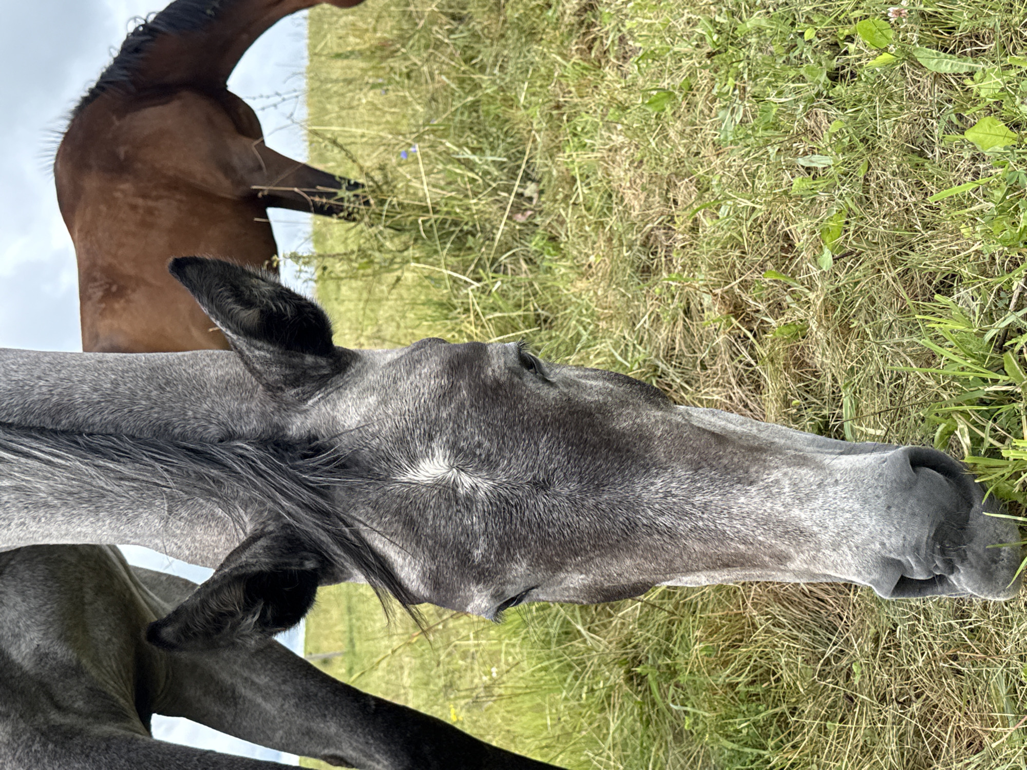 In a grassy field in Bendoriai, Lithuania, two horses are grazing. The horse in the foreground is a dappled gray, with its head lowered to the ground, actively eating grass. Its forelock is a dark gray, and it has a white star marking on its forehead. Its large, dark eye is visible, and its nostrils are flared. Behind it, a bay horse is partially visible, also grazing. The field is filled with tall, dry grass, with some green shoots and a few small blue flowers scattered throughout. The sky above is overcast with white clouds. The scene appears peaceful and natural.