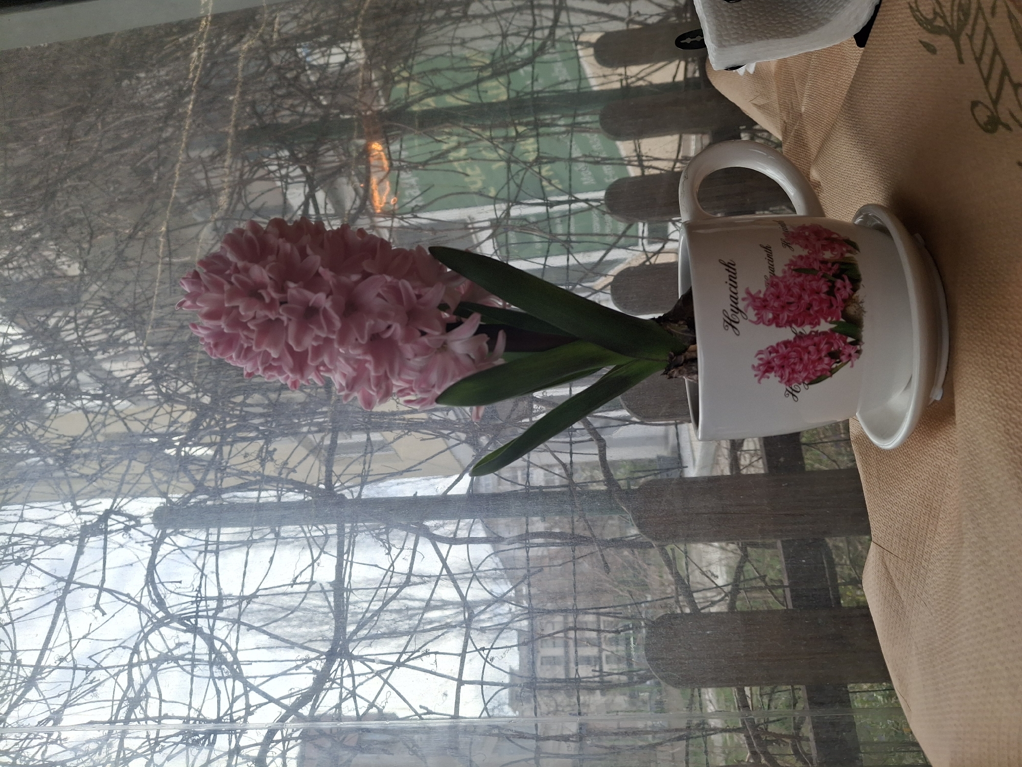A medium, eye-level, indoor shot shows a pink hyacinth in a mug on a table with a window in the background. The hyacinth has a dense cluster of pink blossoms, with green leaves emerging from the stem. It is planted in a white mug with a depiction of hyacinth flowers on it. The mug is resting on a white saucer. The mug and saucer are placed on a table covered with a light-brown tablecloth. Behind the hyacinth, a window shows a view of bare tree branches. Through the branches, buildings can be seen in the distance, which would be the city of Sofia, Bulgaria. The overall setting suggests a cozy and still atmosphere.