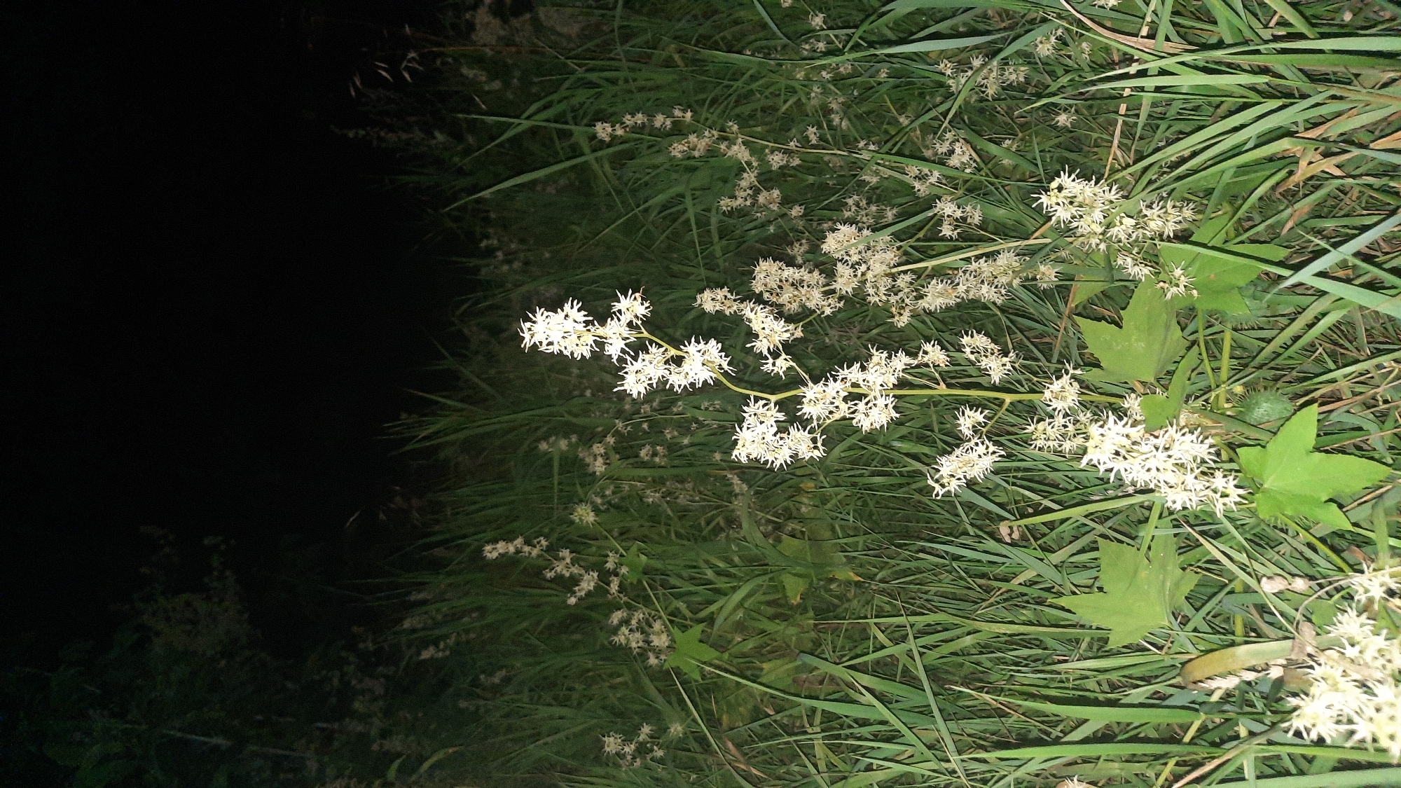 The image depicts a patch of wild grass and flowering plants at night, possibly in a rural or undeveloped area. In the foreground, a tall, slender plant with a spike of delicate white flowers is prominently featured. The flowers are star-shaped and appear to be clustered densely along the stem. Surrounding this plant are blades of tall green grass, some of which are slightly blurred, indicating movement or a shallow depth of field. In the background, the darkness obscures details, but suggests a thicker growth of vegetation or possibly trees. The overall impression is one of a natural, uncultivated landscape illuminated by an artificial light source, casting shadows and highlighting the texture of the plants. The location in Shklov, Belarus, implies a temperate climate where such wild flora would be common in open fields or along roadsides. There are no people or animals visible in the image.